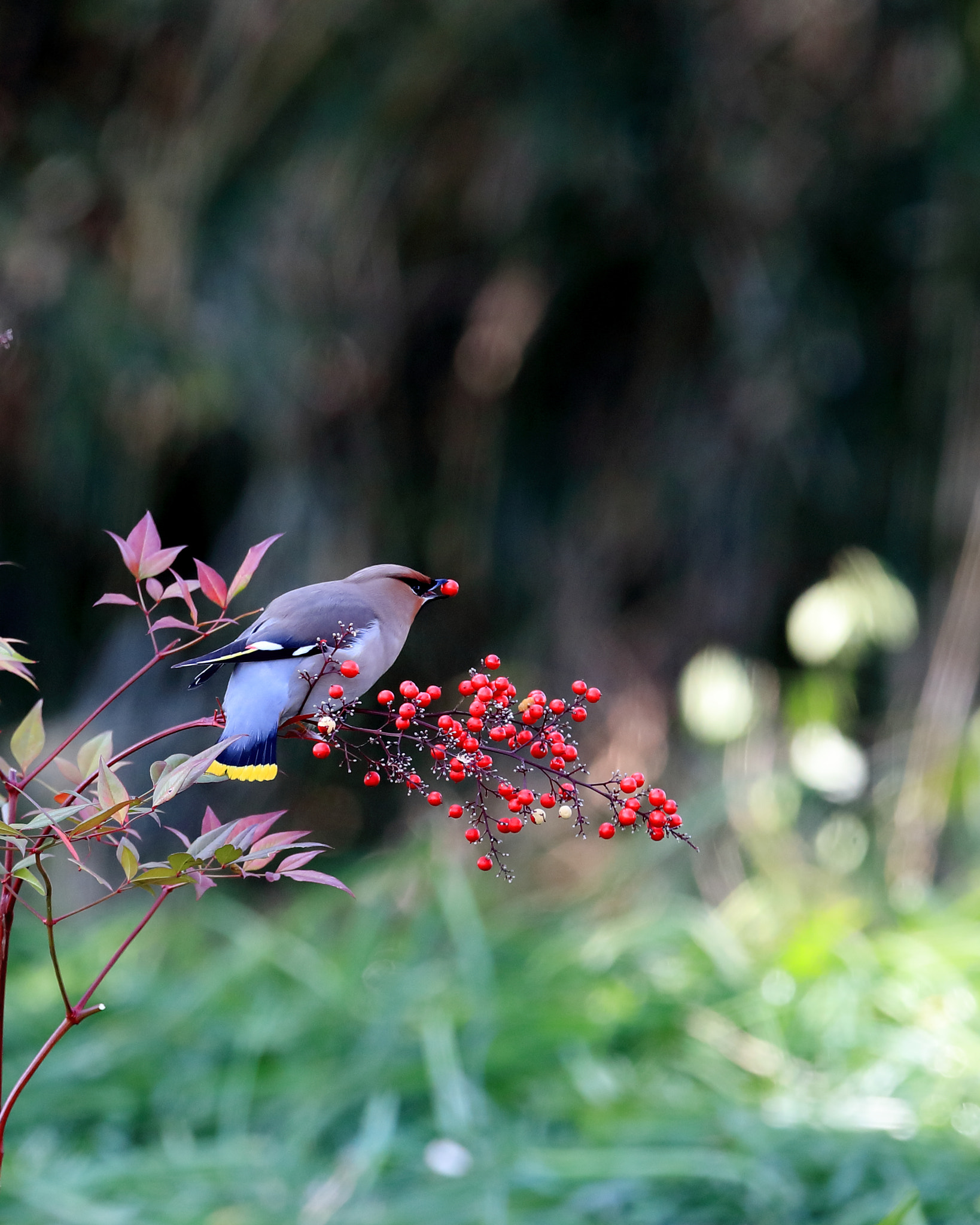 Canon EOS-1D X Mark II + Canon EF 400mm F2.8L IS II USM sample photo. キレンジャク bohemian waxwing photography