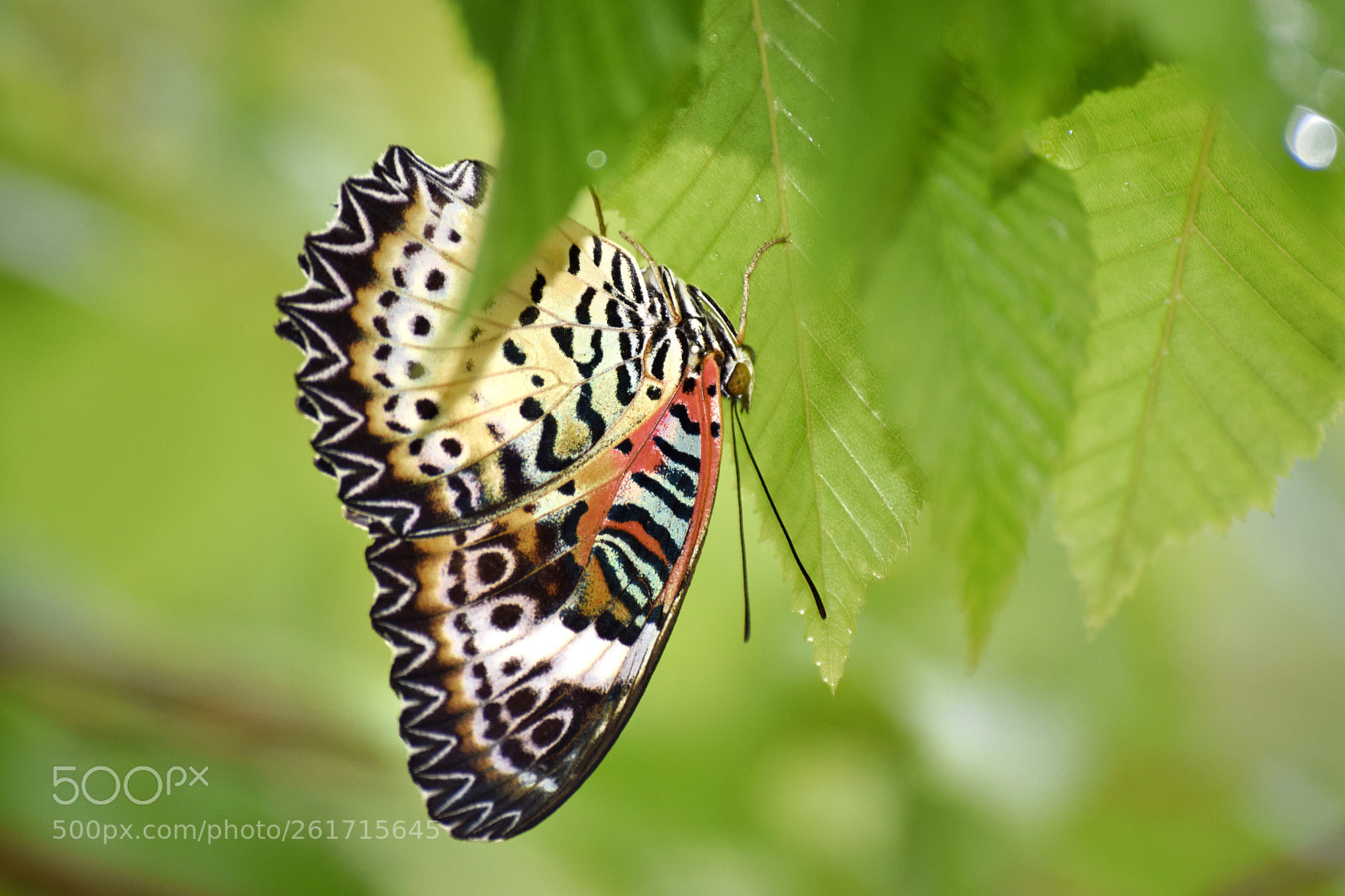 Nikon D3300 sample photo. Butterfly 2 photography