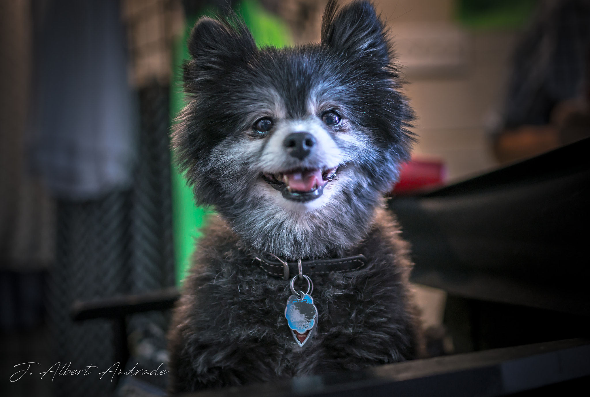 Sony a99 II sample photo. Da dog photography