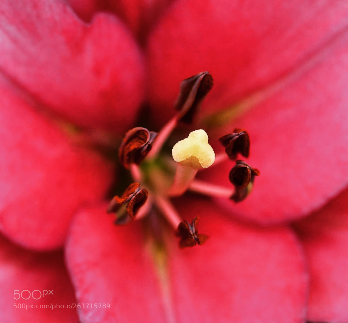 Nikon D7500 sample photo. Untitled photography