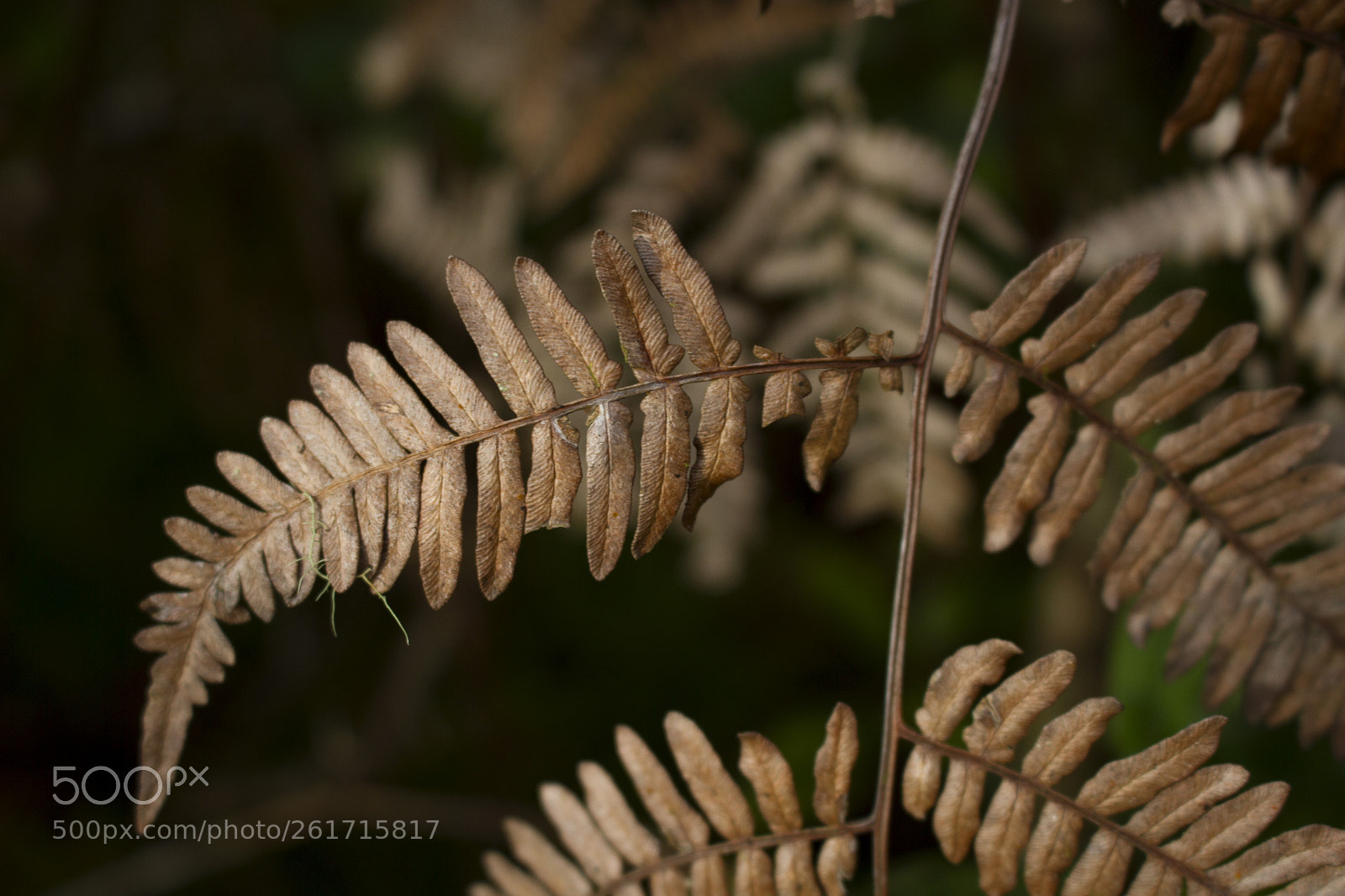 Canon EOS 7D sample photo. Leaves photography
