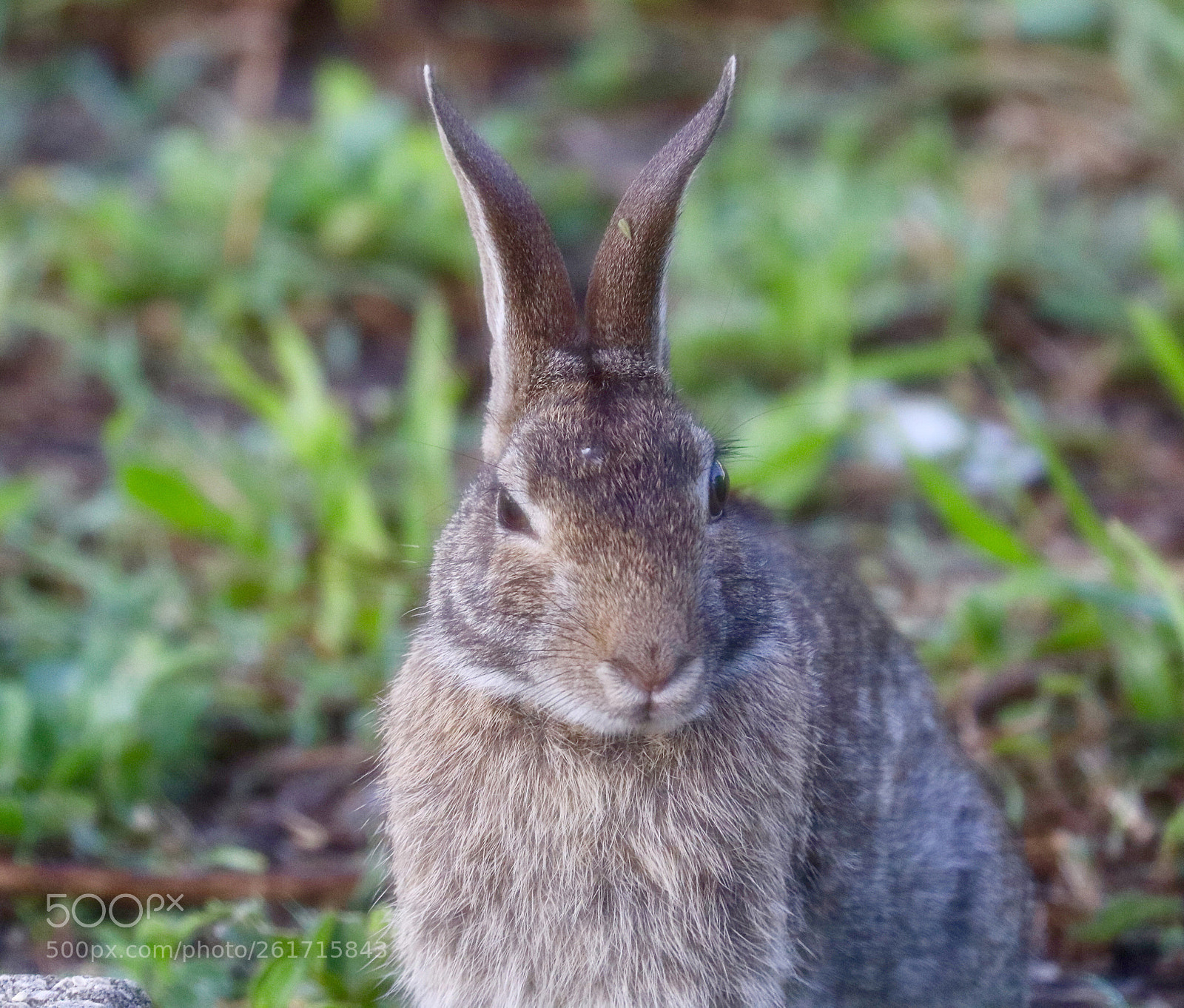 Canon EOS 80D sample photo. Bunny  photography