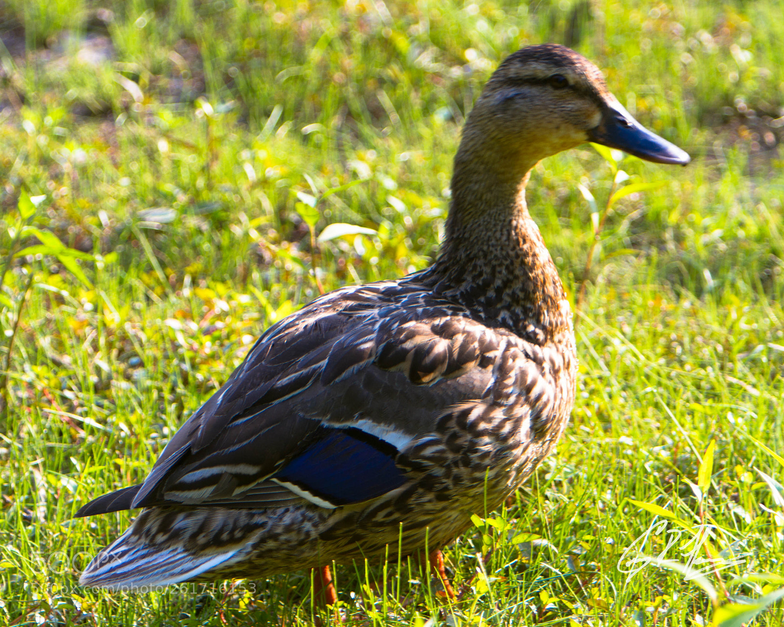 Canon EOS 7D sample photo. Untitled photography