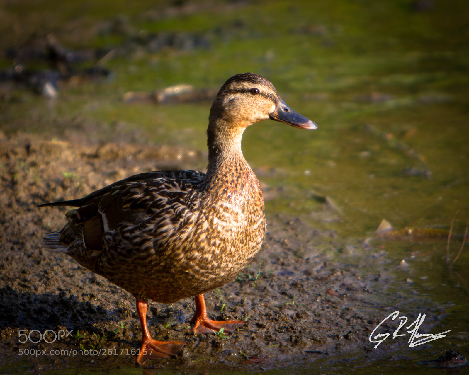 Canon EOS 7D sample photo. Untitled photography
