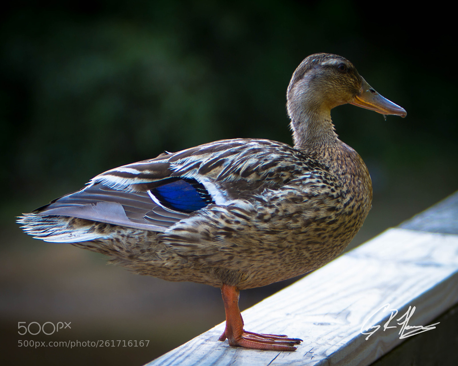 Canon EOS 7D sample photo. Untitled photography