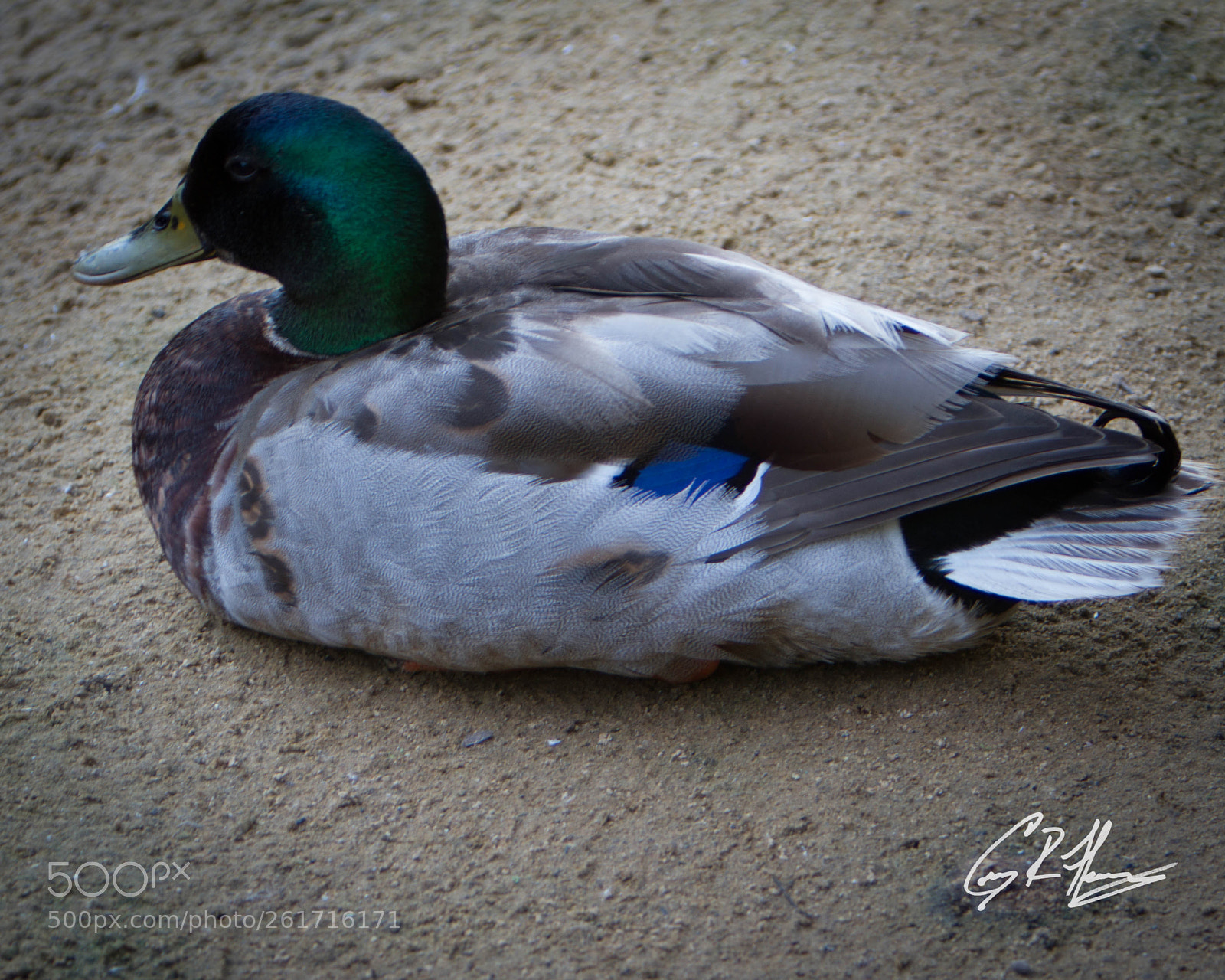 Canon EOS 7D sample photo. Untitled photography