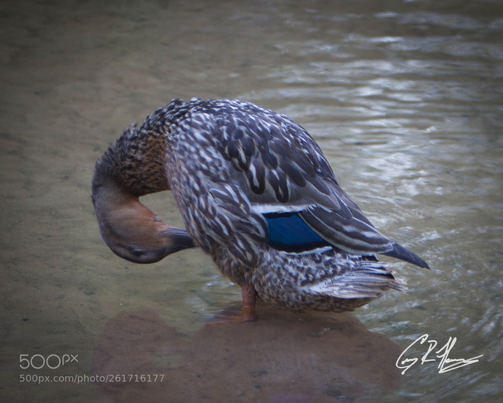 Canon EOS 7D sample photo. Untitled photography