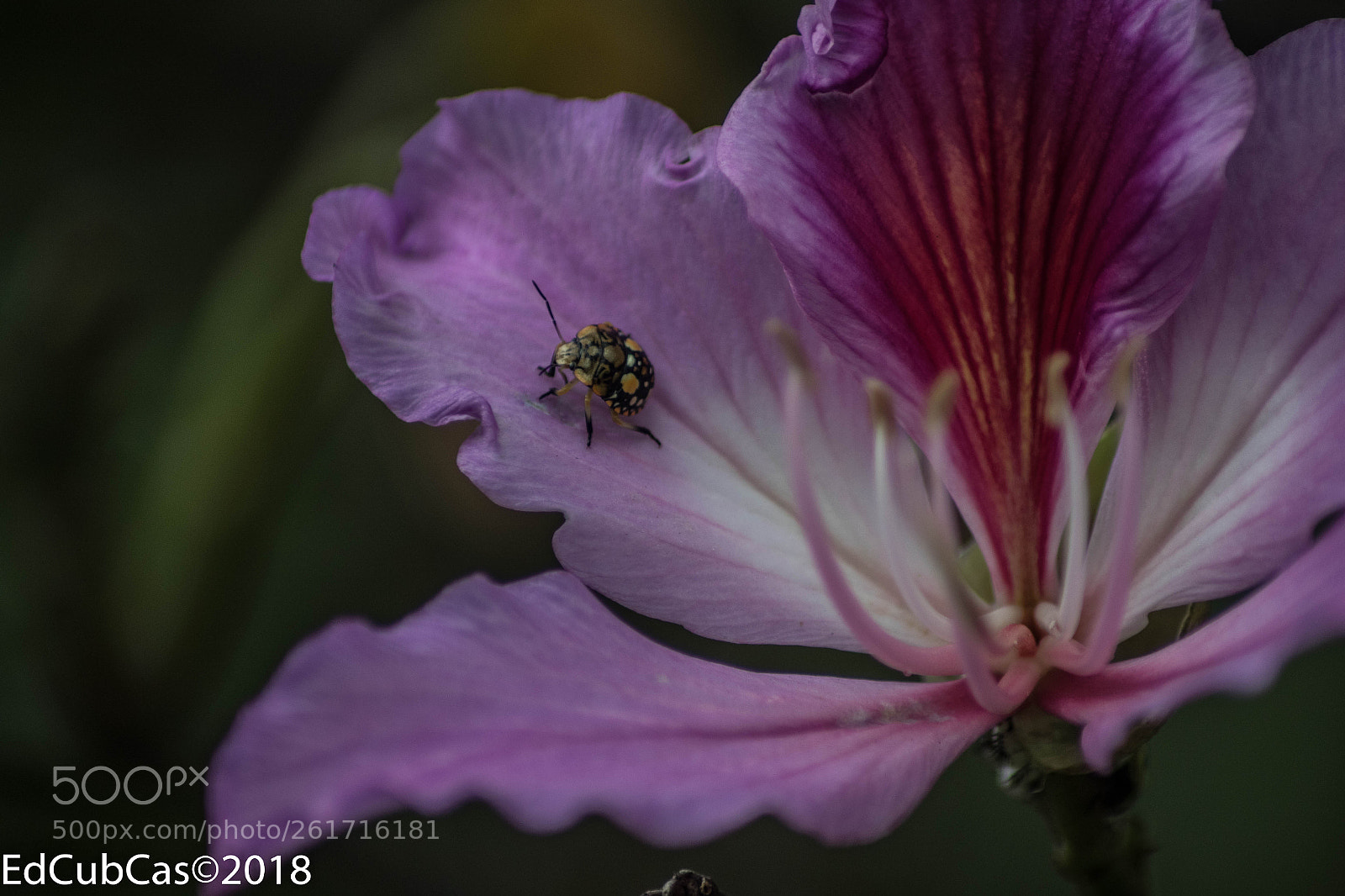Canon EOS 7D Mark II sample photo. Colorido photography