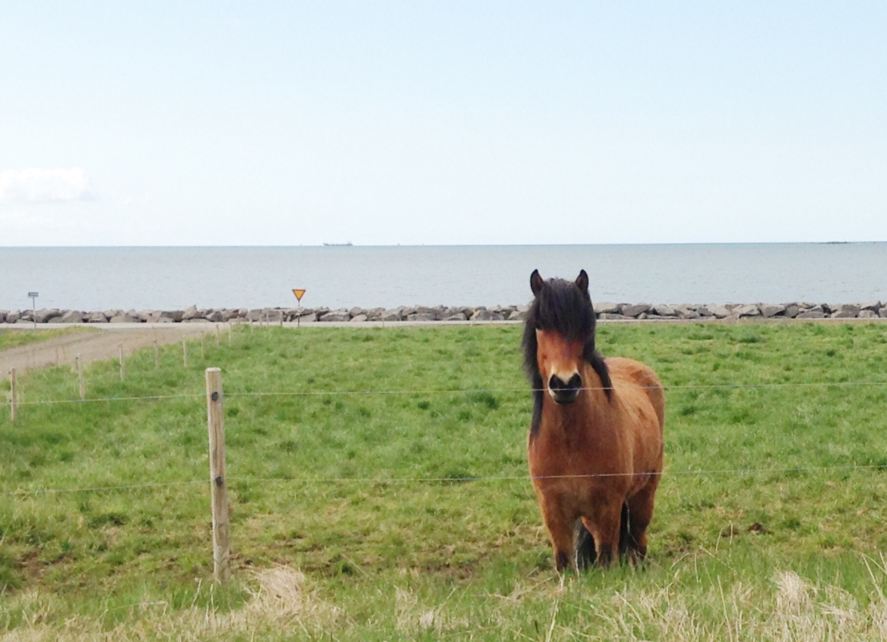 Apple iPhone 5c sample photo. Icelandic ponies photography