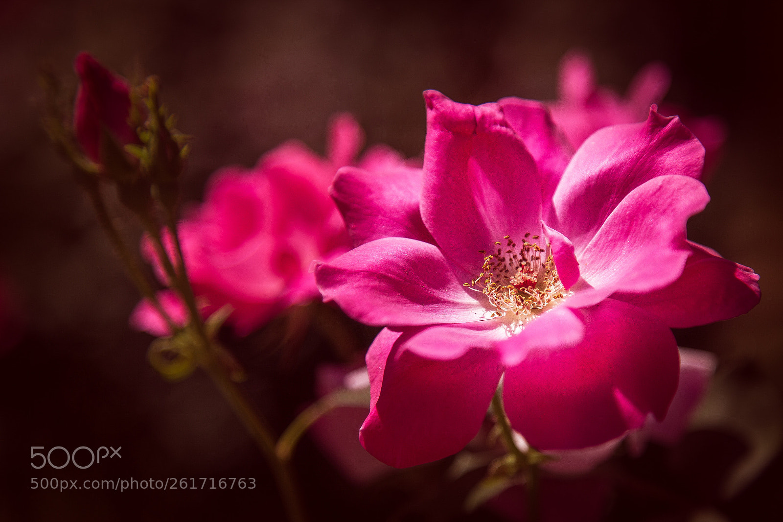 Canon EOS 6D sample photo. Beatiful flower photography
