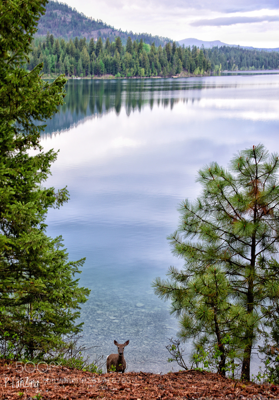 Nikon D810 sample photo. Morning on bitterroot lake photography