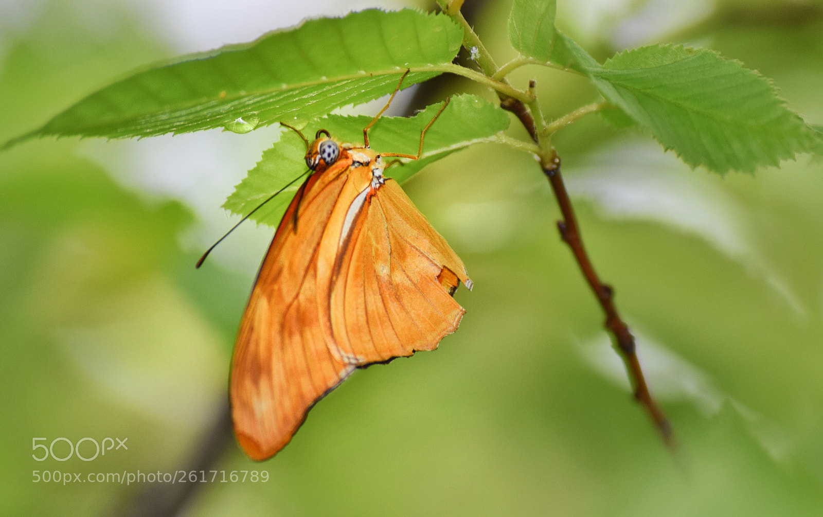 Nikon D3300 sample photo. Butterfly 3 photography