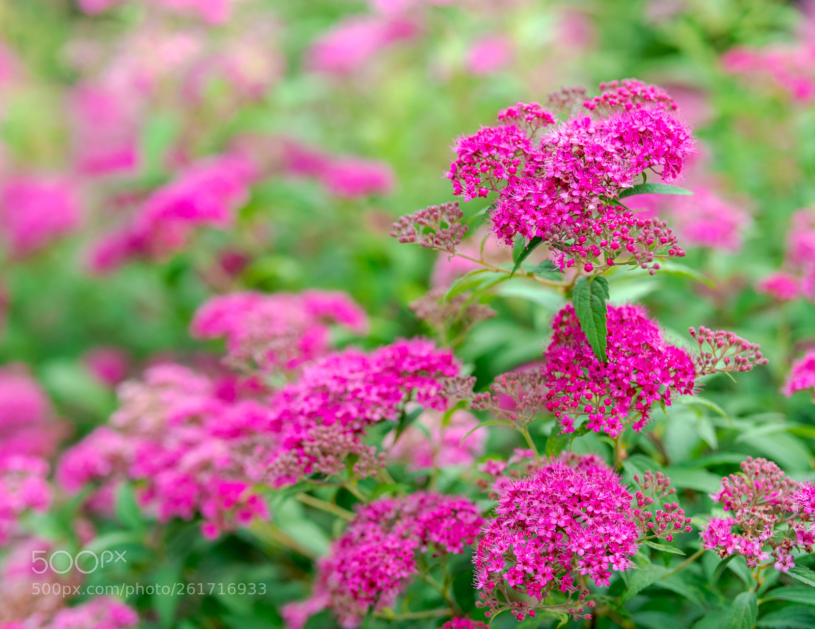 Nikon D500 sample photo. Beautiful blossom photography