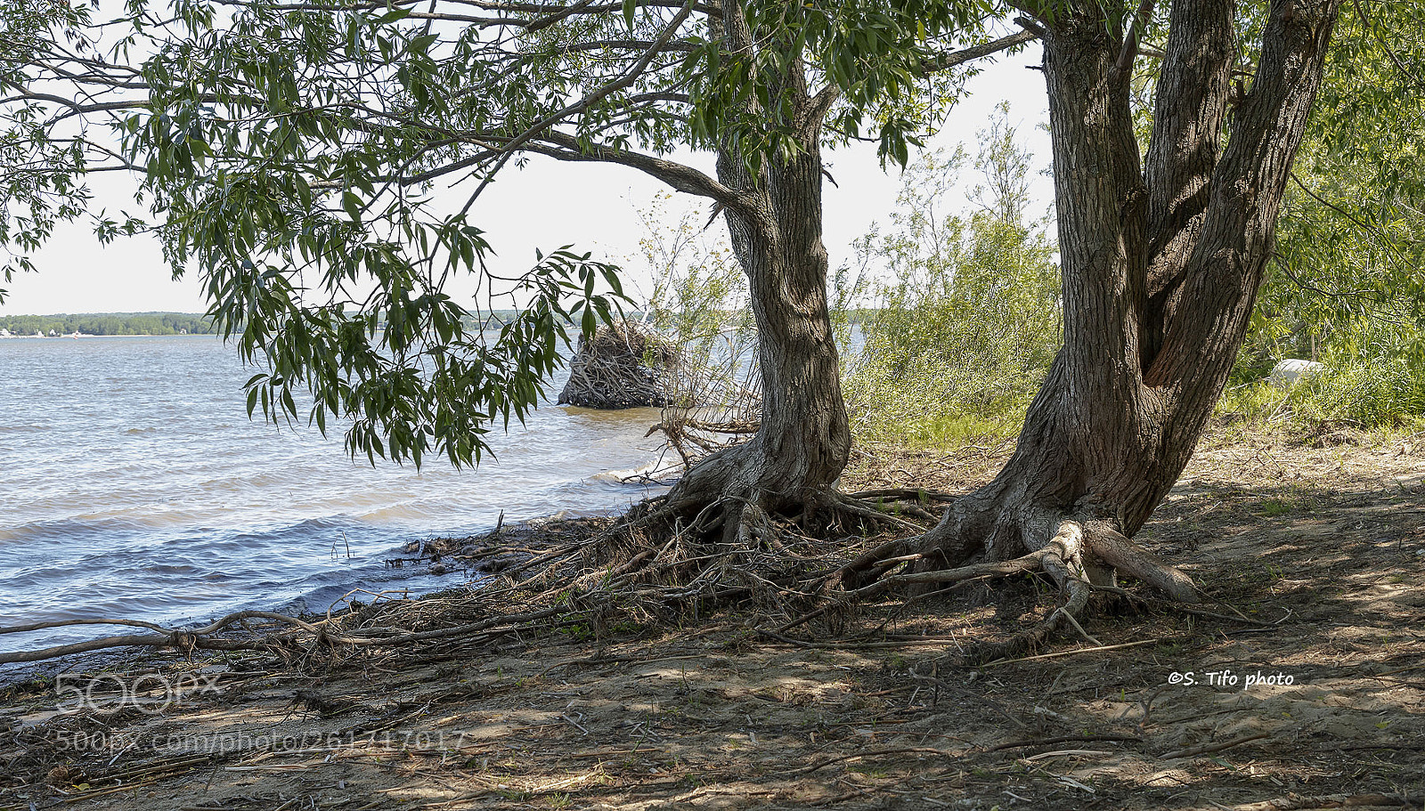 Canon EOS 6D Mark II sample photo. Roots ..... photography
