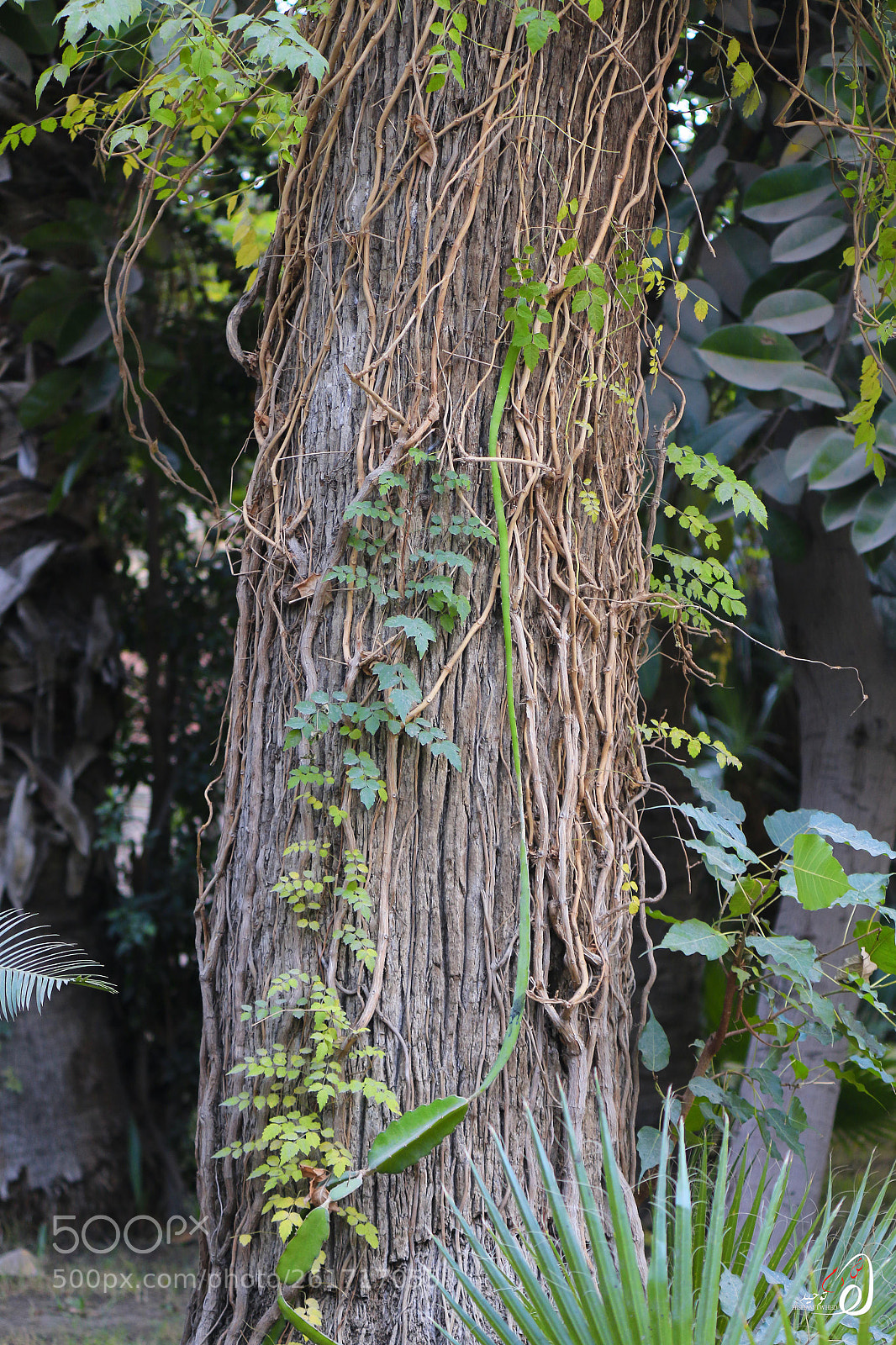 Canon EOS 70D sample photo. Untitled photography