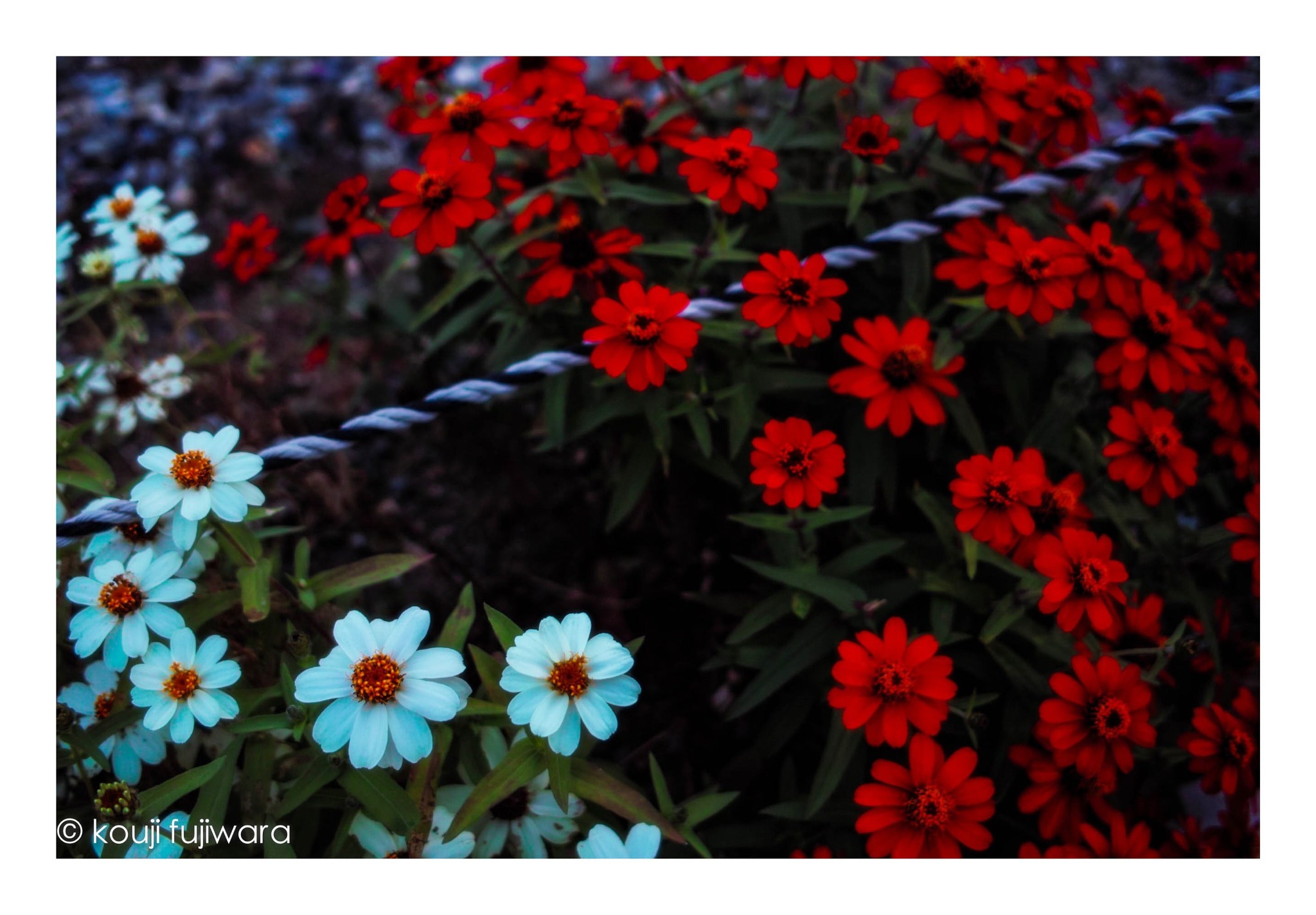 Sigma DP2 sample photo. 紅白　red and white photography