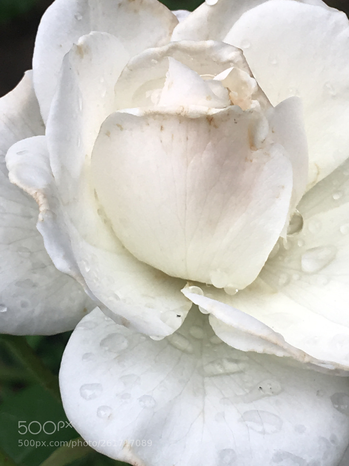 Apple iPhone 6s Plus sample photo. Truth photography