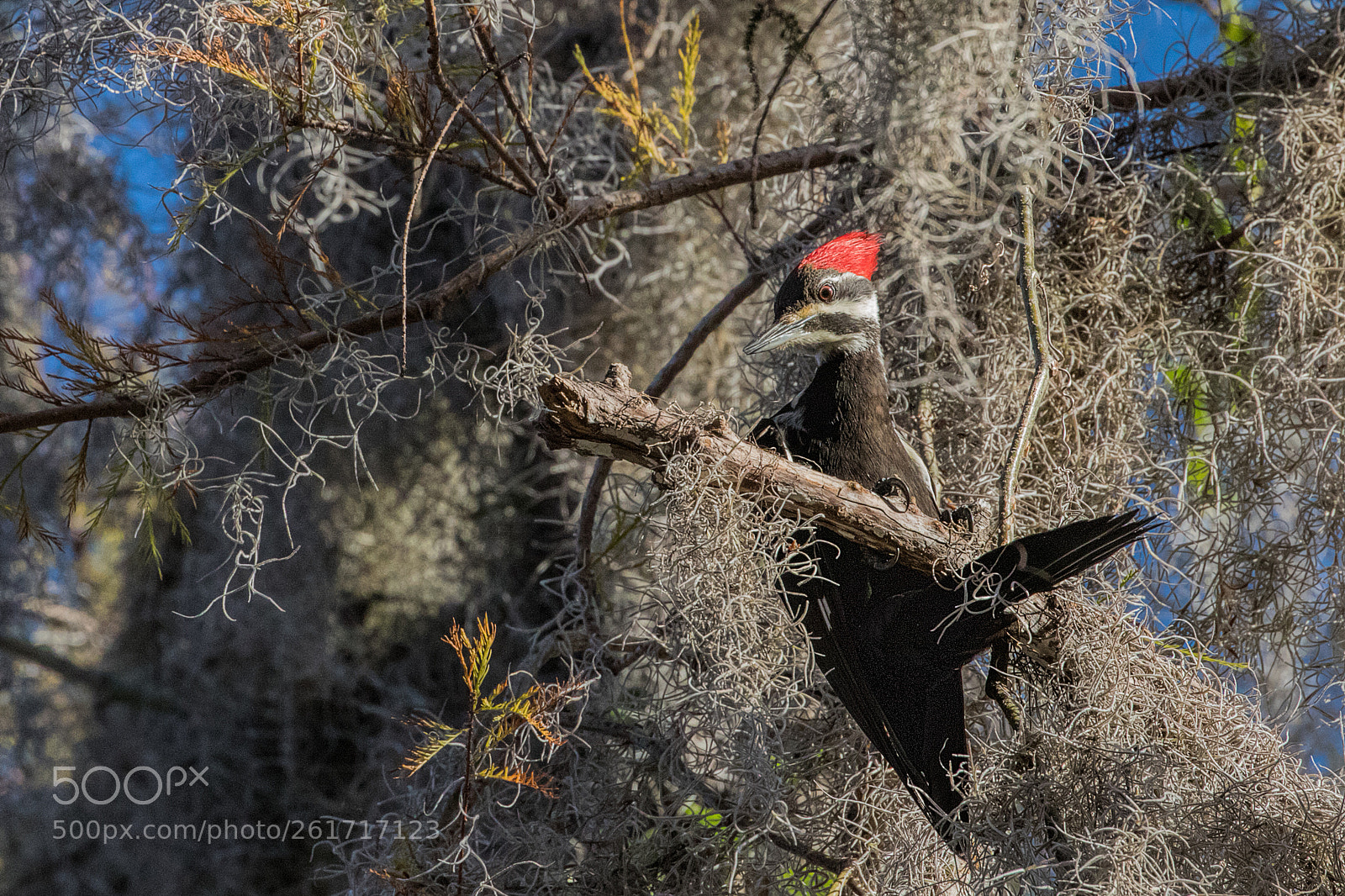 Canon EOS 7D Mark II sample photo. Female pileated woodpecker photography