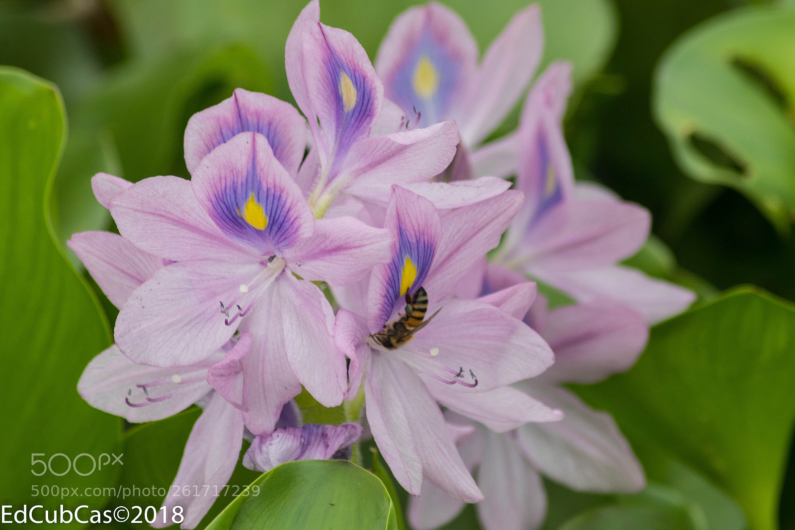 Canon EOS 7D Mark II sample photo. Da photography