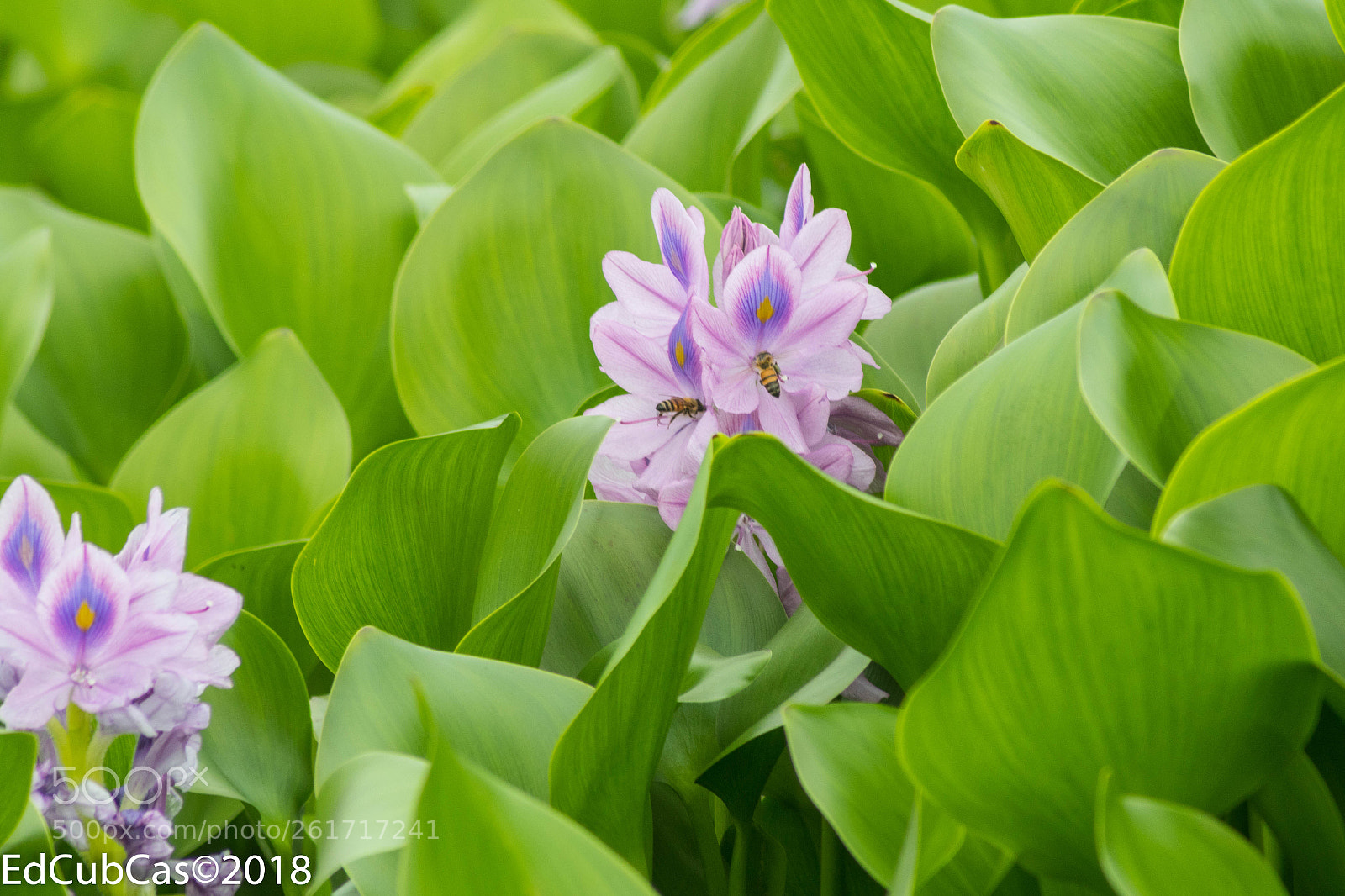 Canon EOS 7D Mark II sample photo. Da photography