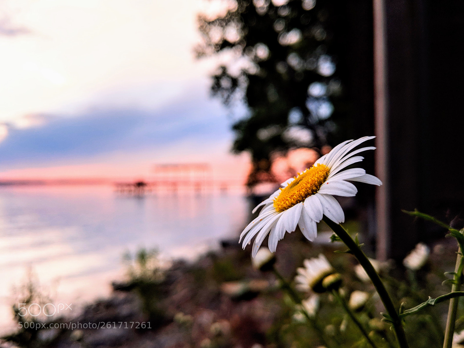 Google Pixel 2 sample photo. Daisy at sunset photography
