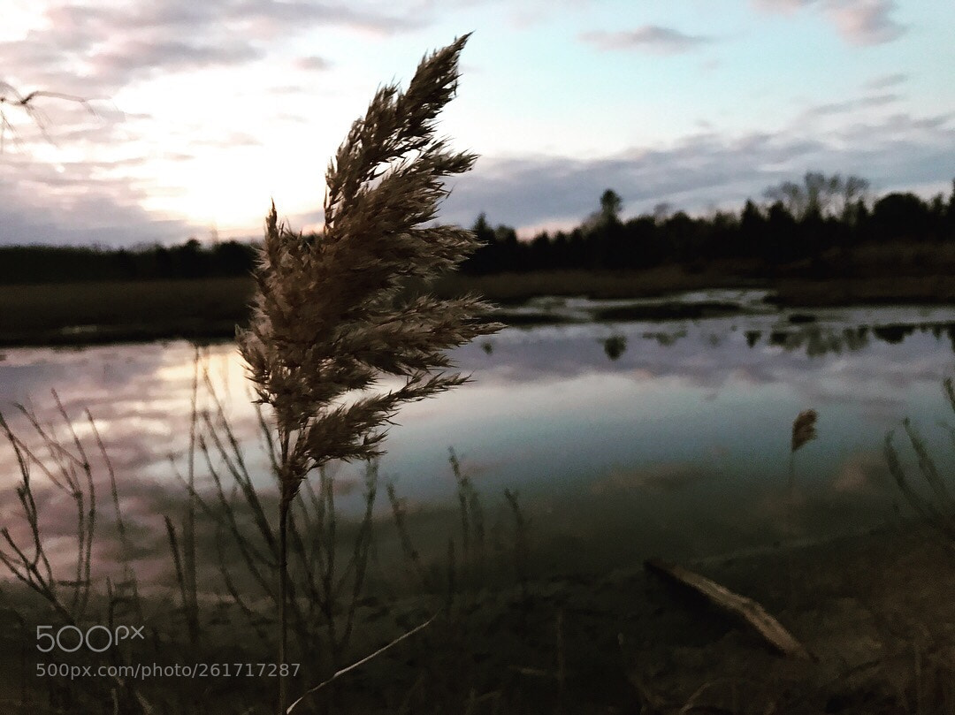 Apple iPhone 7 sample photo. Cotton candy sunset photography