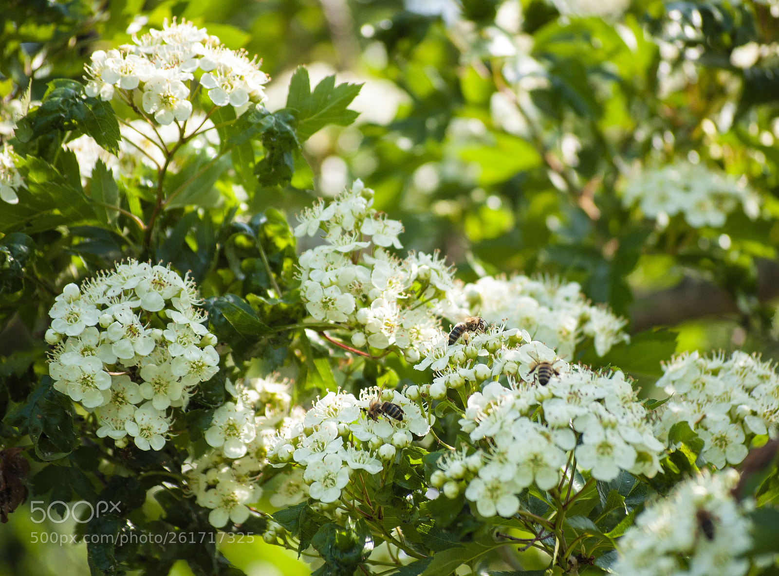 Nikon D40 sample photo. В цветах photography