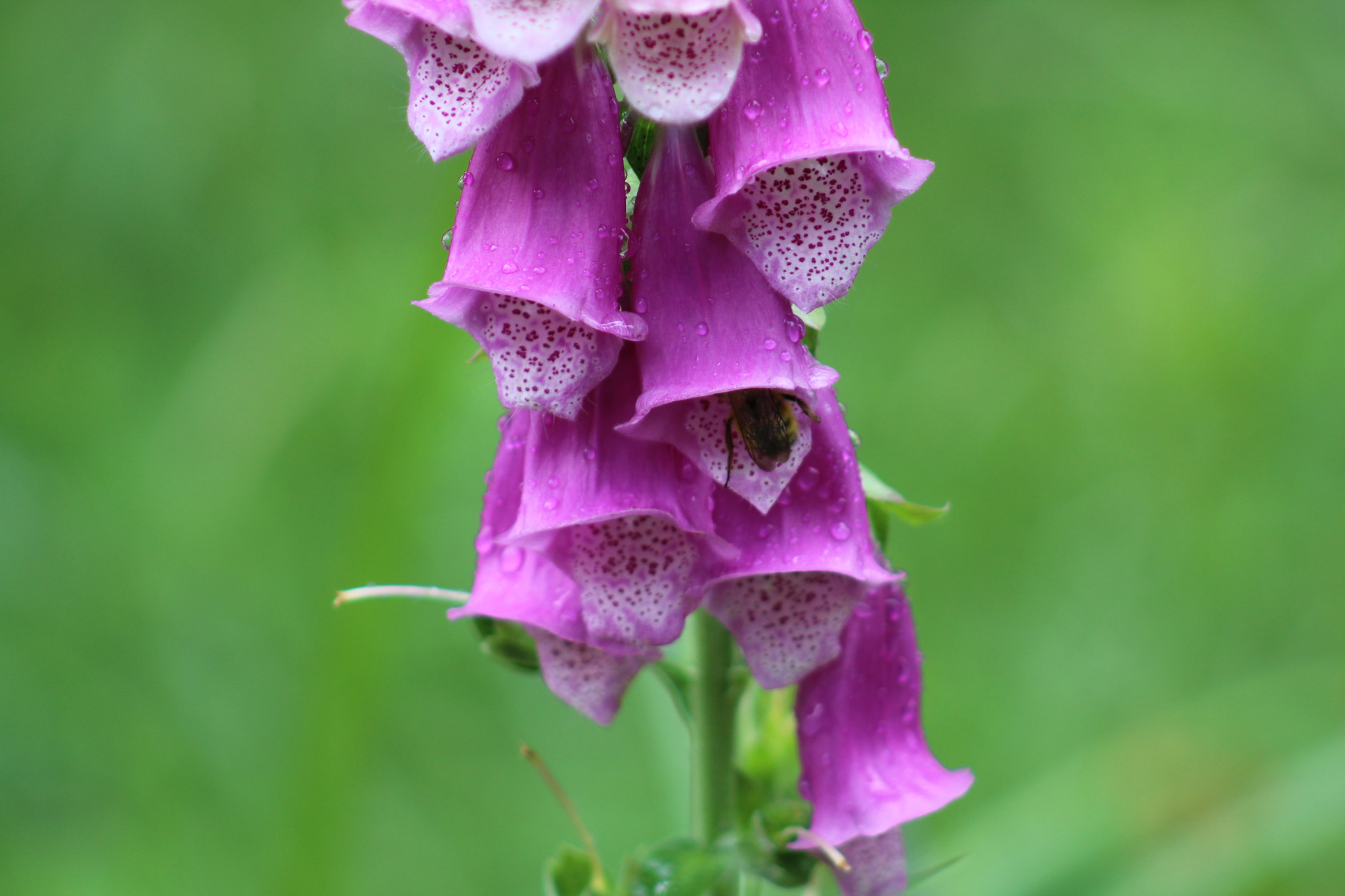 Canon EF 75-300mm f/4-5.6 sample photo. The bee's knees photography