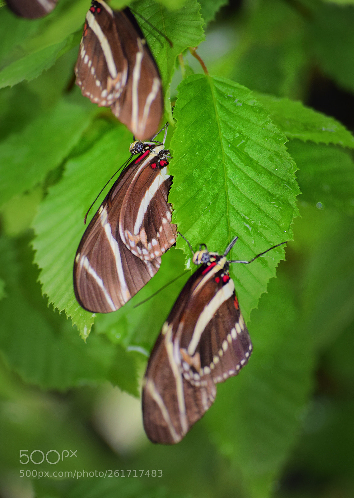 Nikon D3300 sample photo. Butterflies  photography
