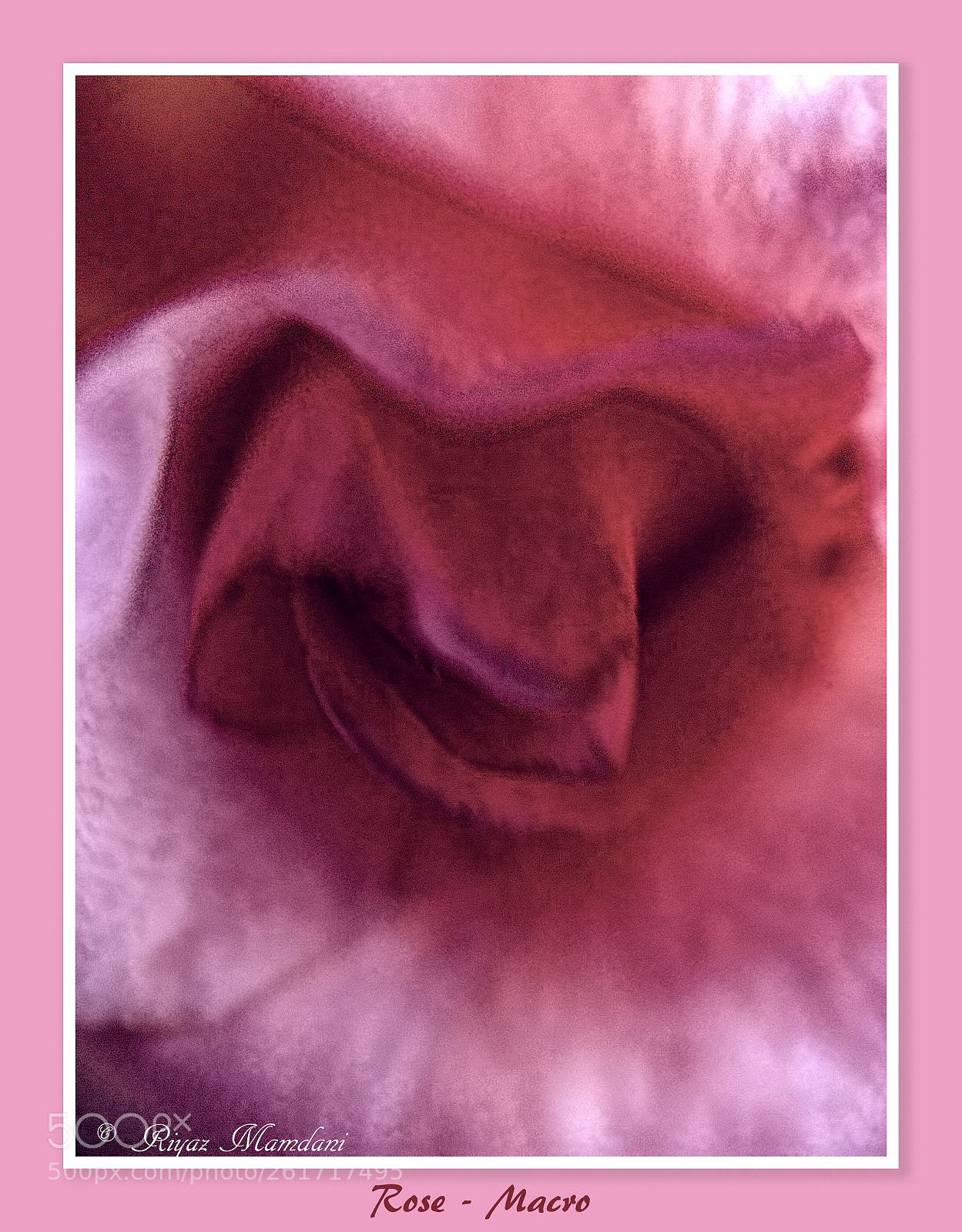 Apple iPhone 7 Plus sample photo. Rose from my garden photography