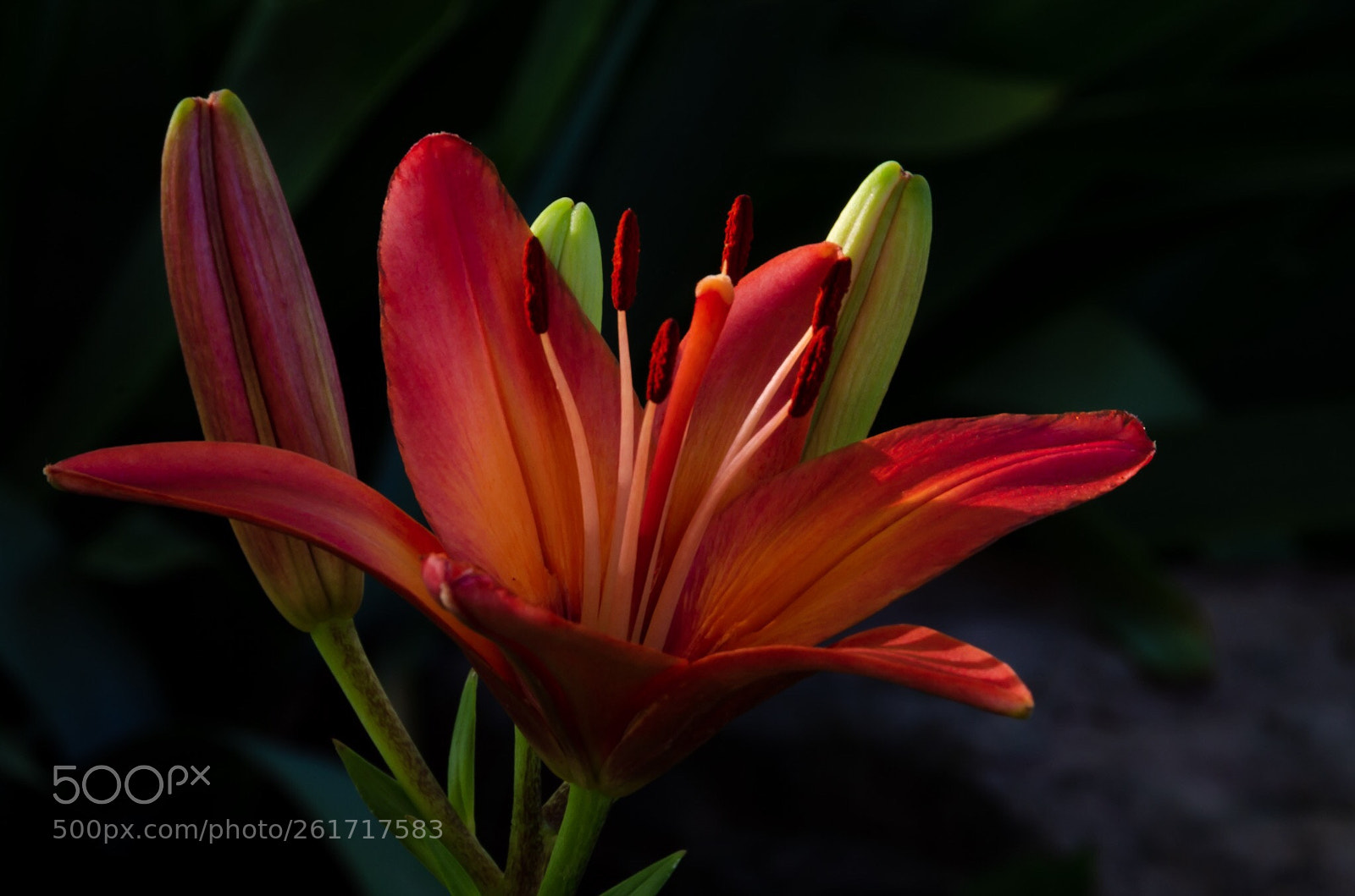Nikon D7000 sample photo. Perfect light photography