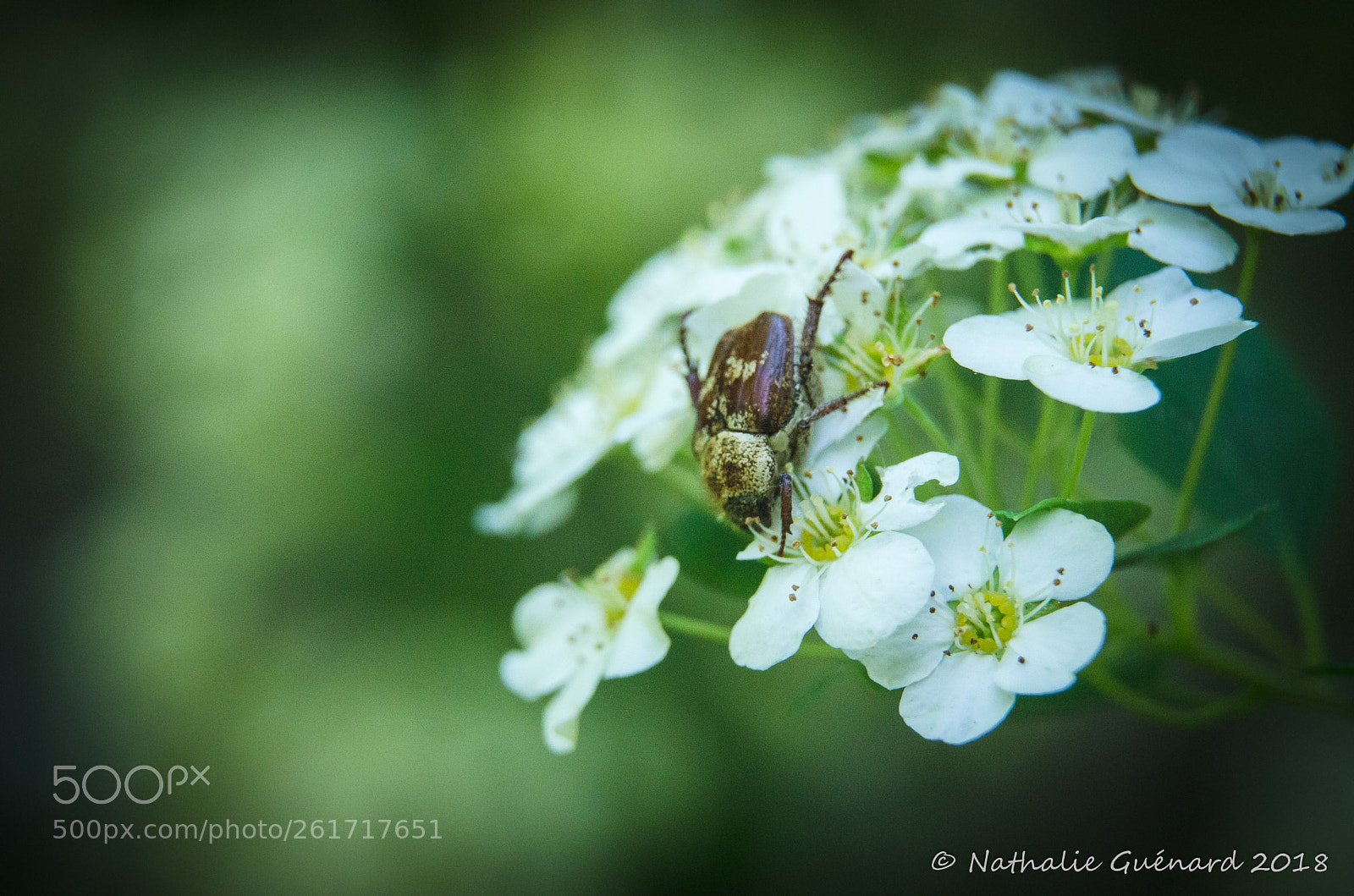 Nikon D7000 sample photo. Insect and flowers photography