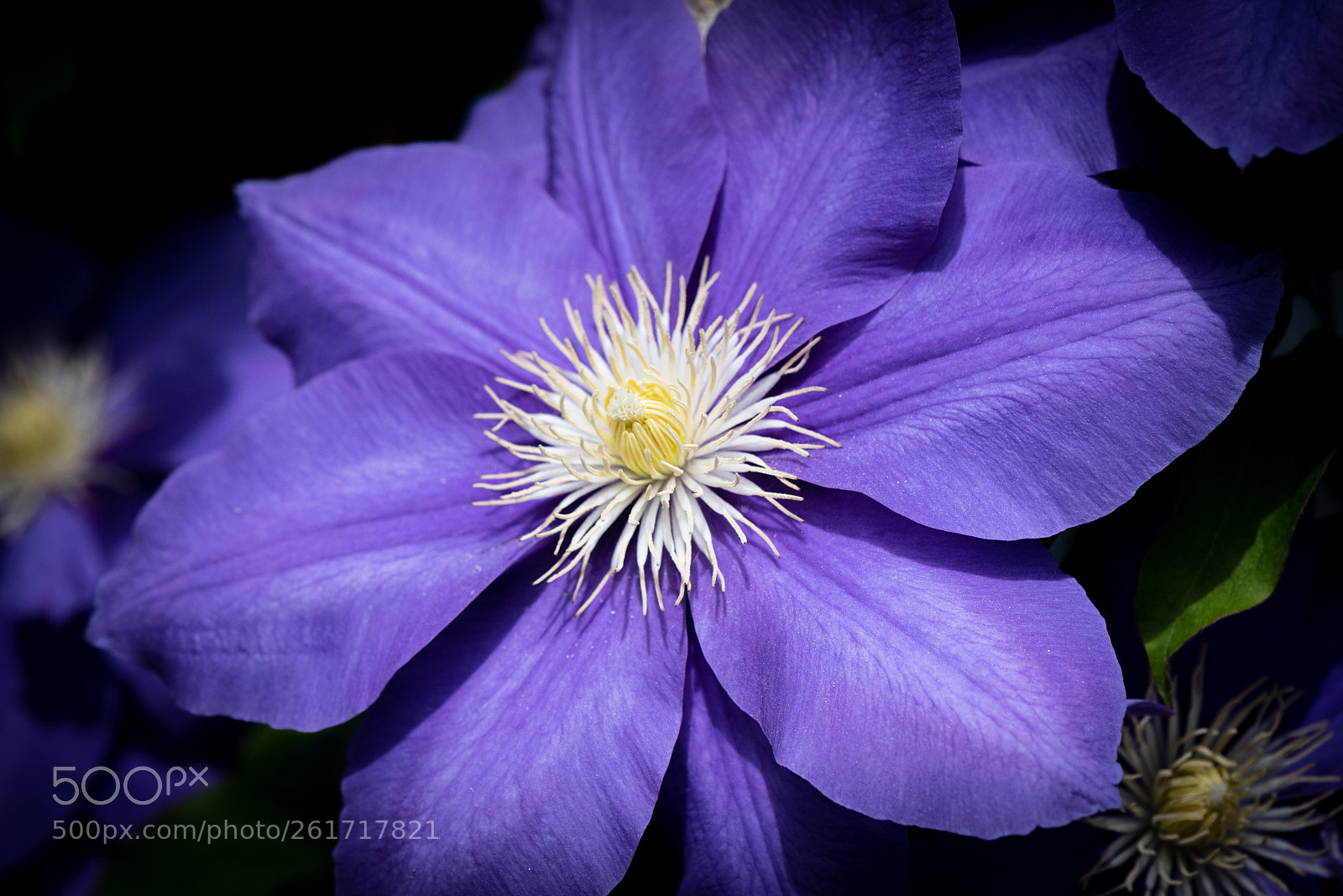 Nikon D750 sample photo. Clematis - bridge of photography
