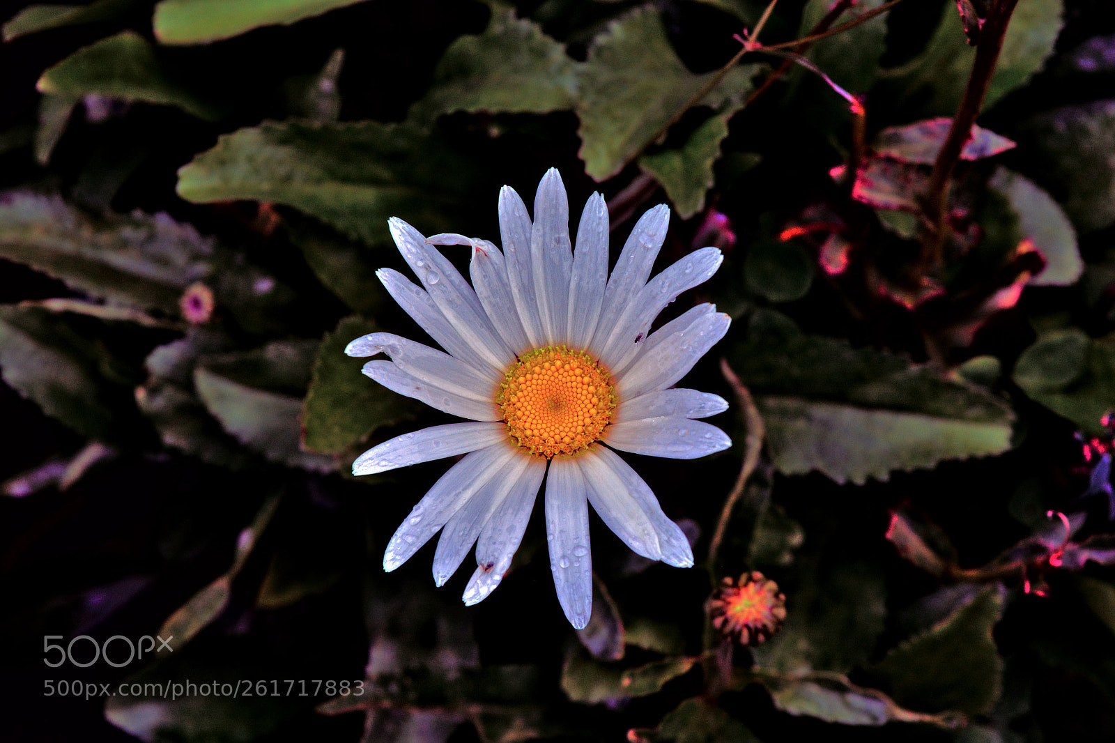 Nikon D5200 sample photo. Margarita photography