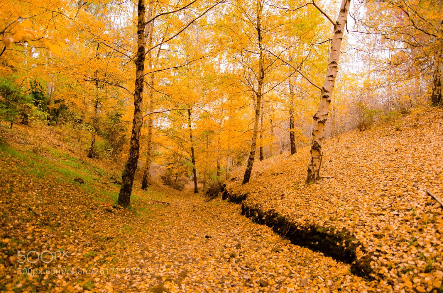 Nikon D7000 sample photo. Golden path photography