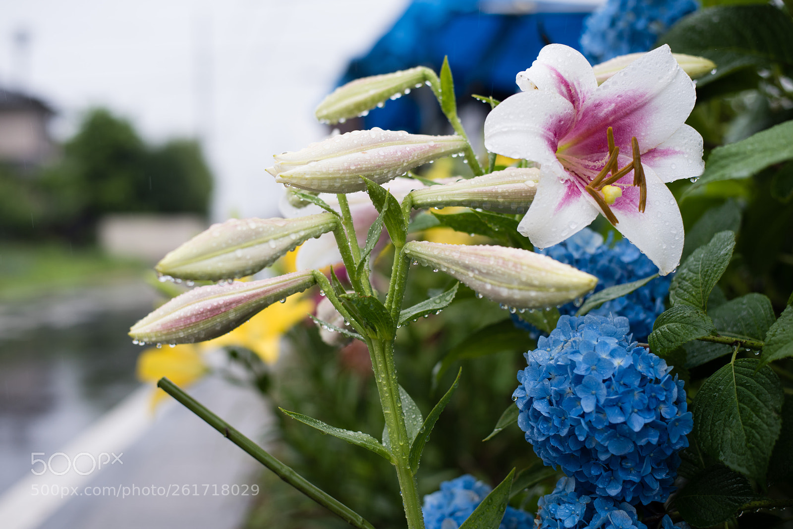 Nikon D810 sample photo. Lilies in the rain photography