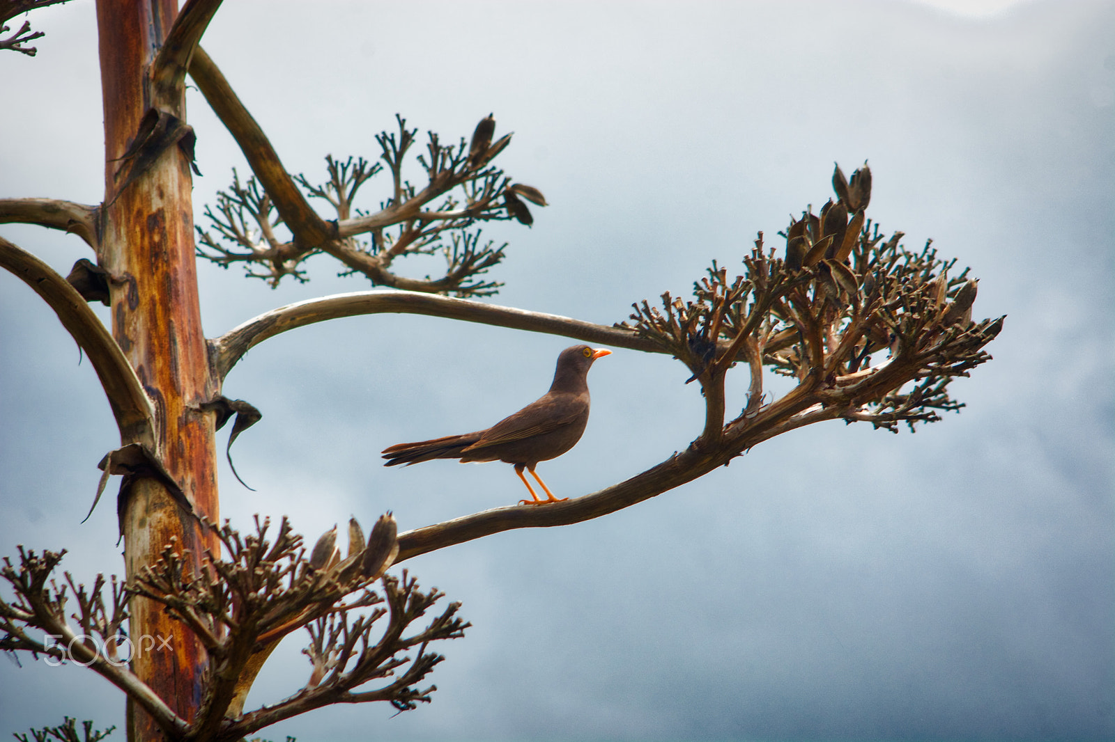 AF Zoom-Nikkor 35-135mm f/3.5-4.5 N sample photo. Turdus serranus posing in agave flower photography