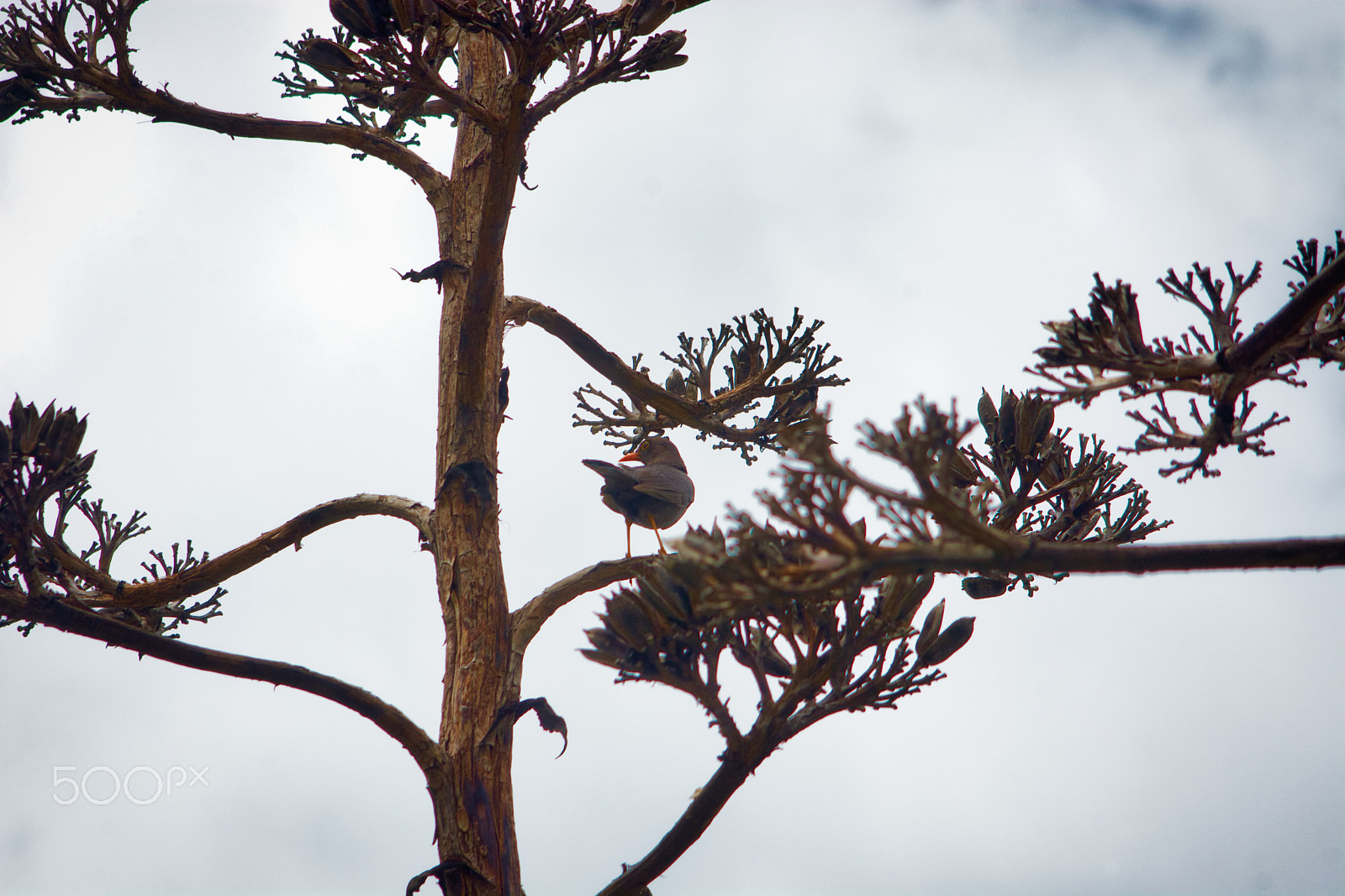 AF Zoom-Nikkor 35-135mm f/3.5-4.5 N sample photo. Turdus serranus looking sideways photography