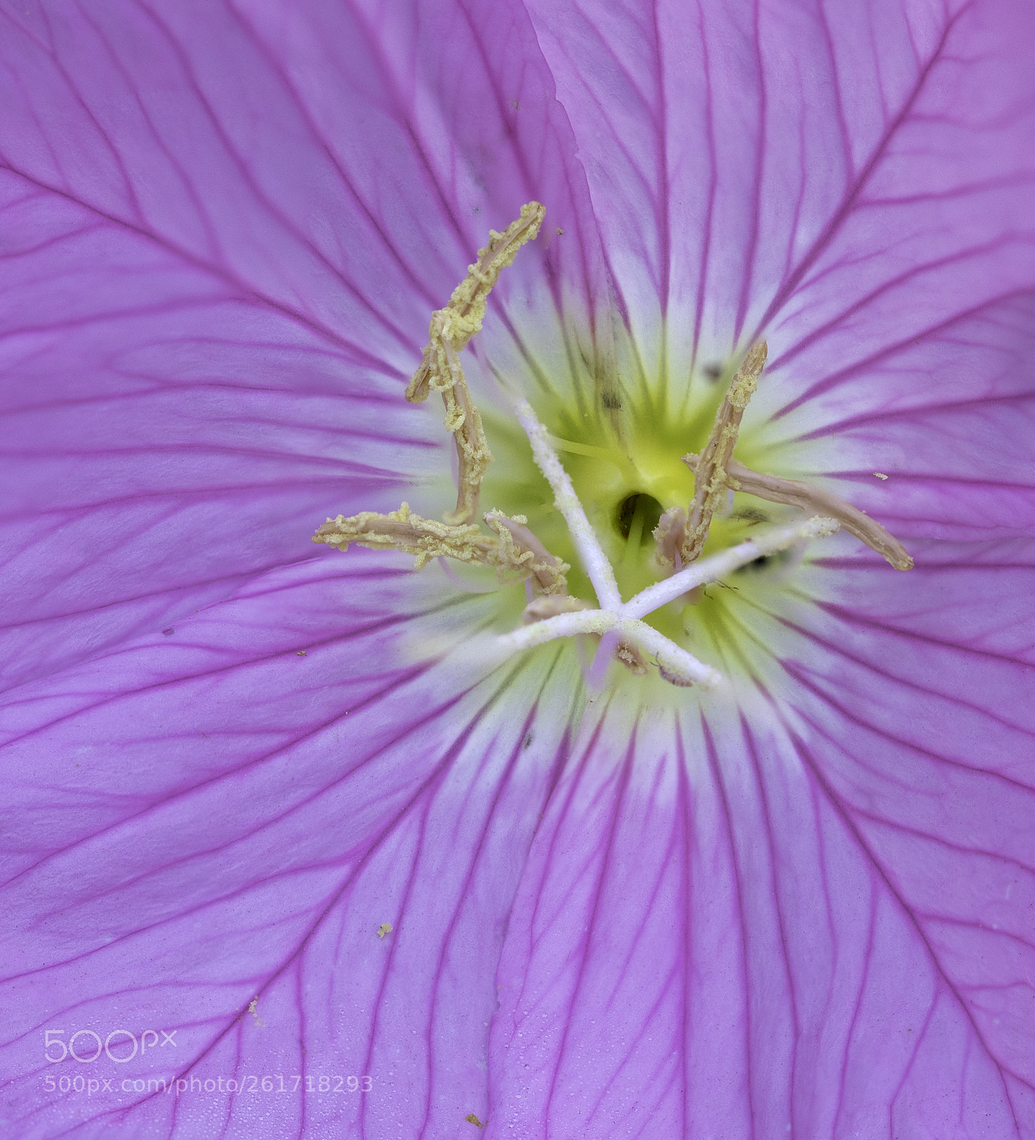 Canon EOS 5D Mark IV sample photo. Flower photography
