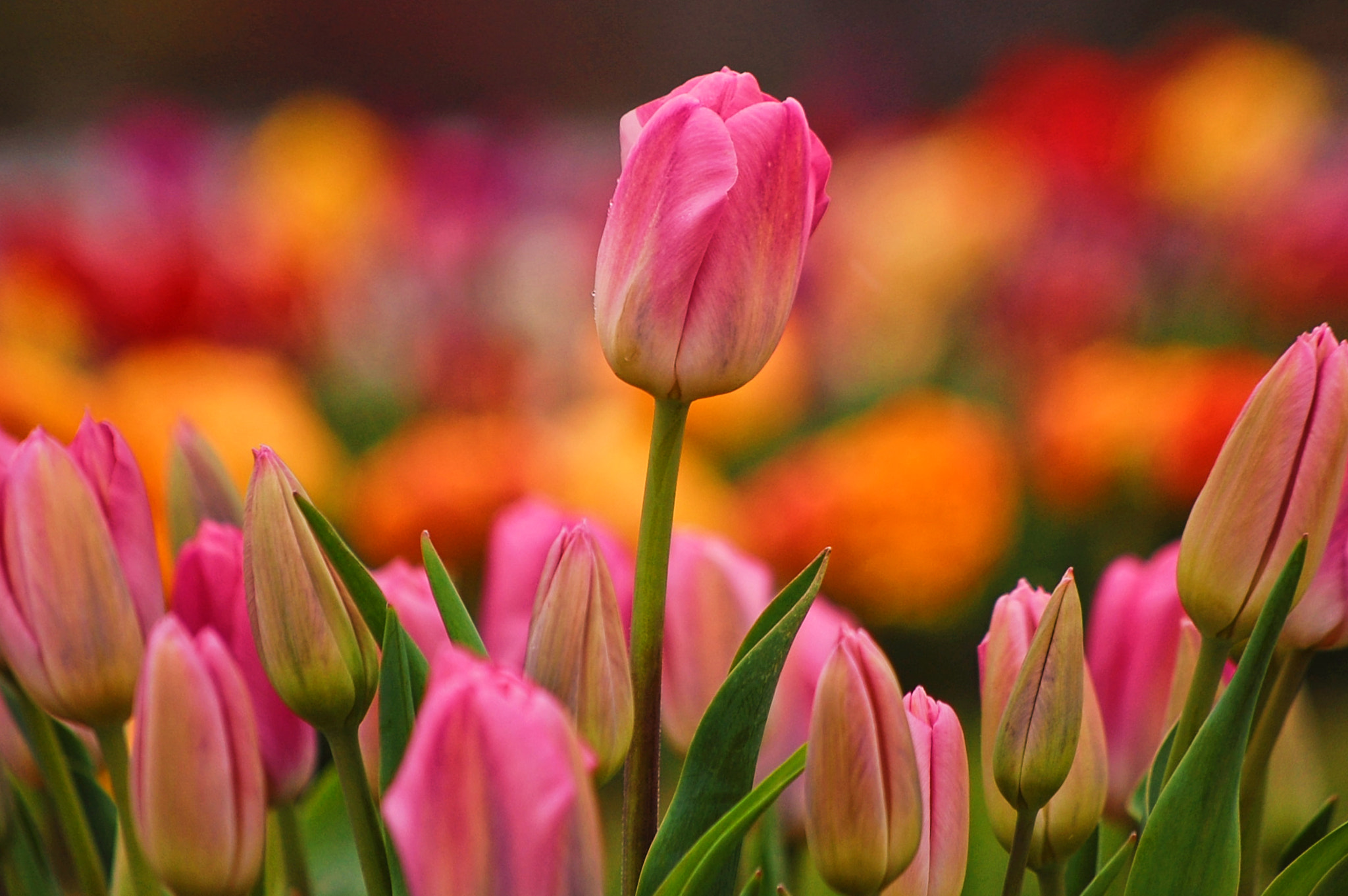 Nikon D40 sample photo. Tulipcolors photography