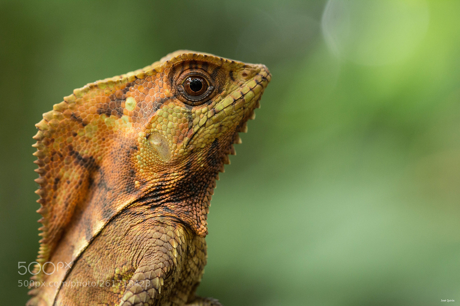 Canon EOS 60D sample photo. Retratos del bosque tropical photography