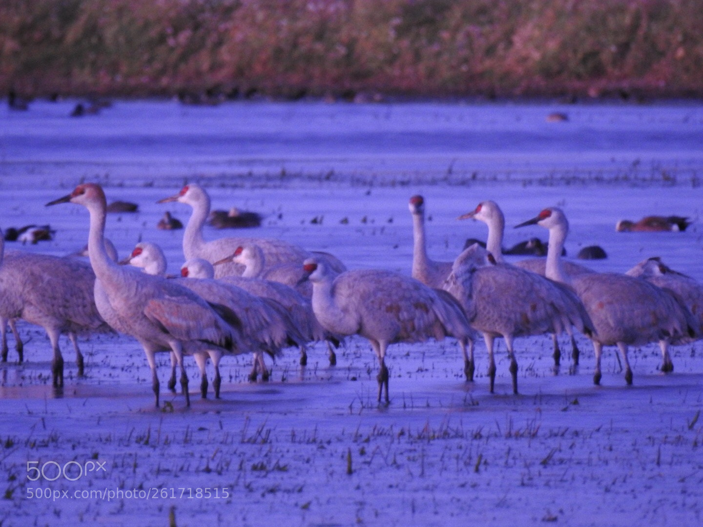 Nikon Coolpix P900 sample photo. Sandhill cranes photography