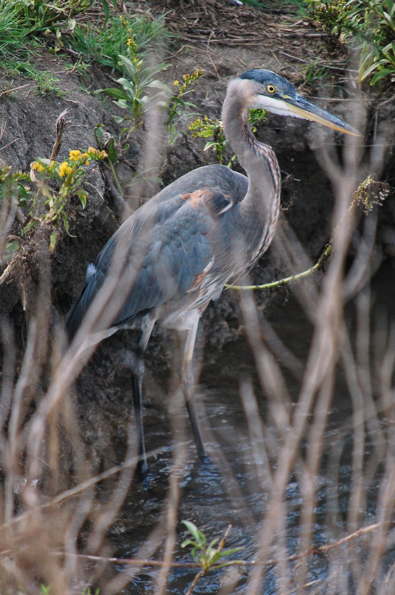 Nikon D40 sample photo. Gb heron photography