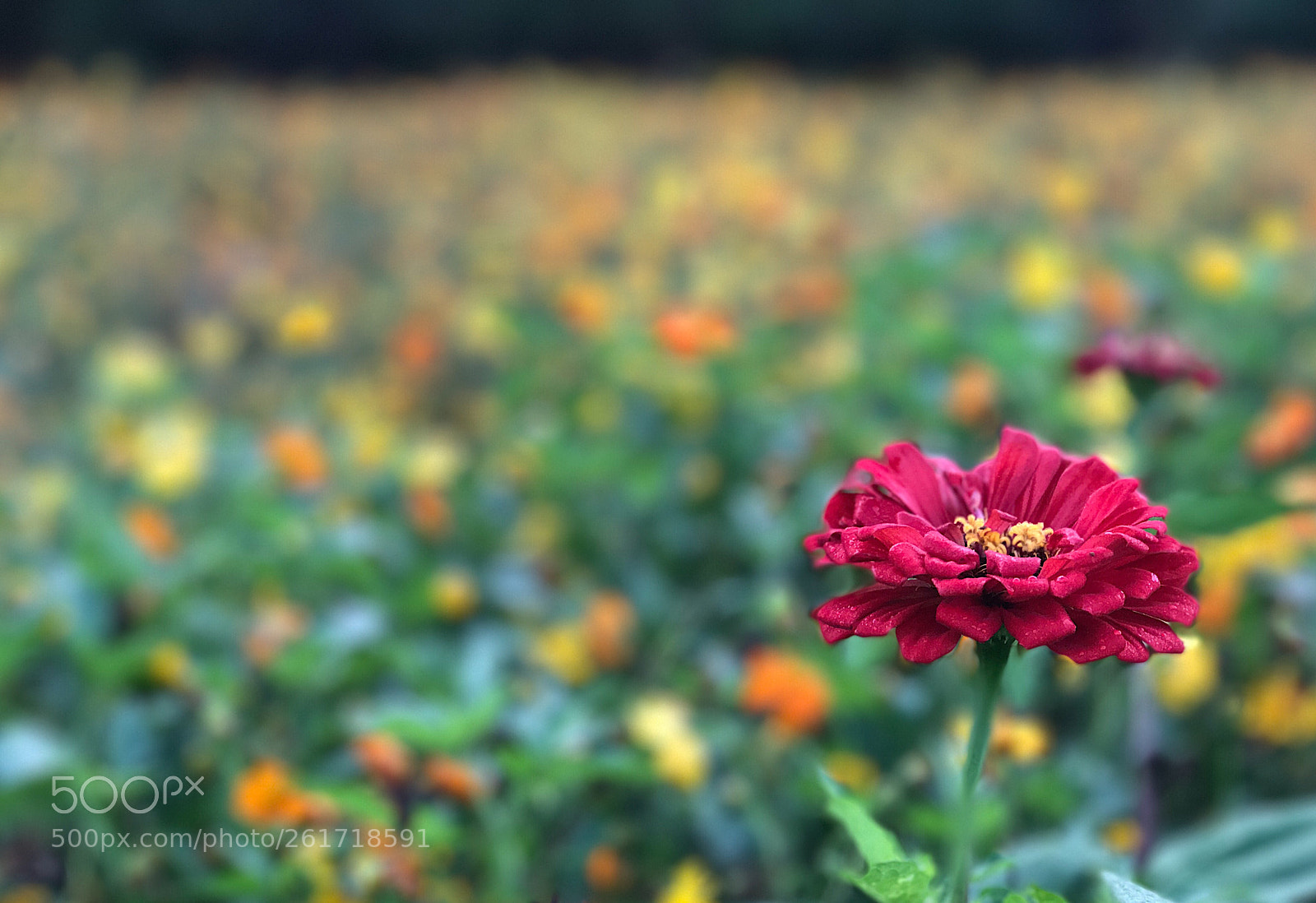 Apple iPhone 7 Plus sample photo. Wild flowers photography