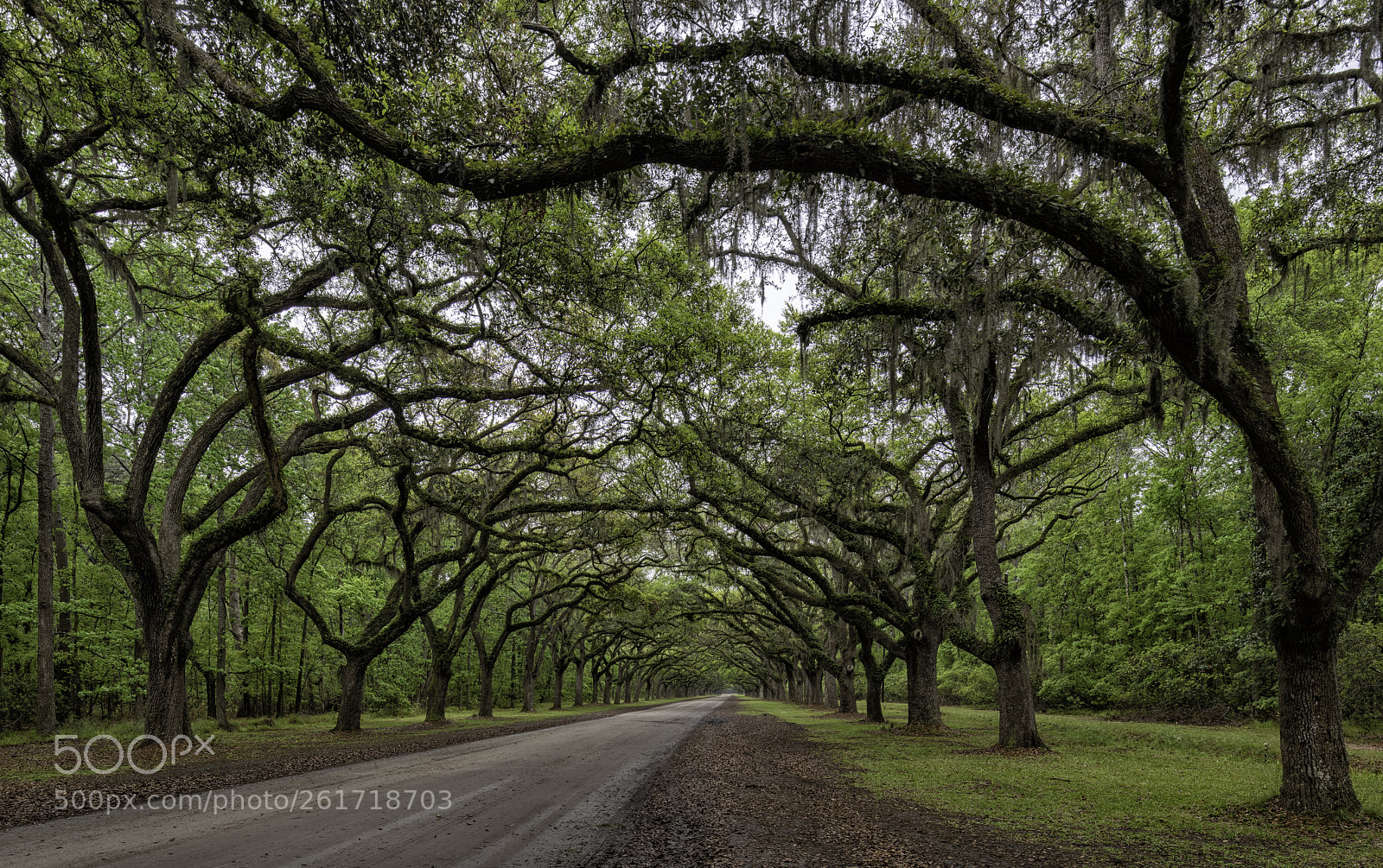 Nikon D850 sample photo. A row of oak photography