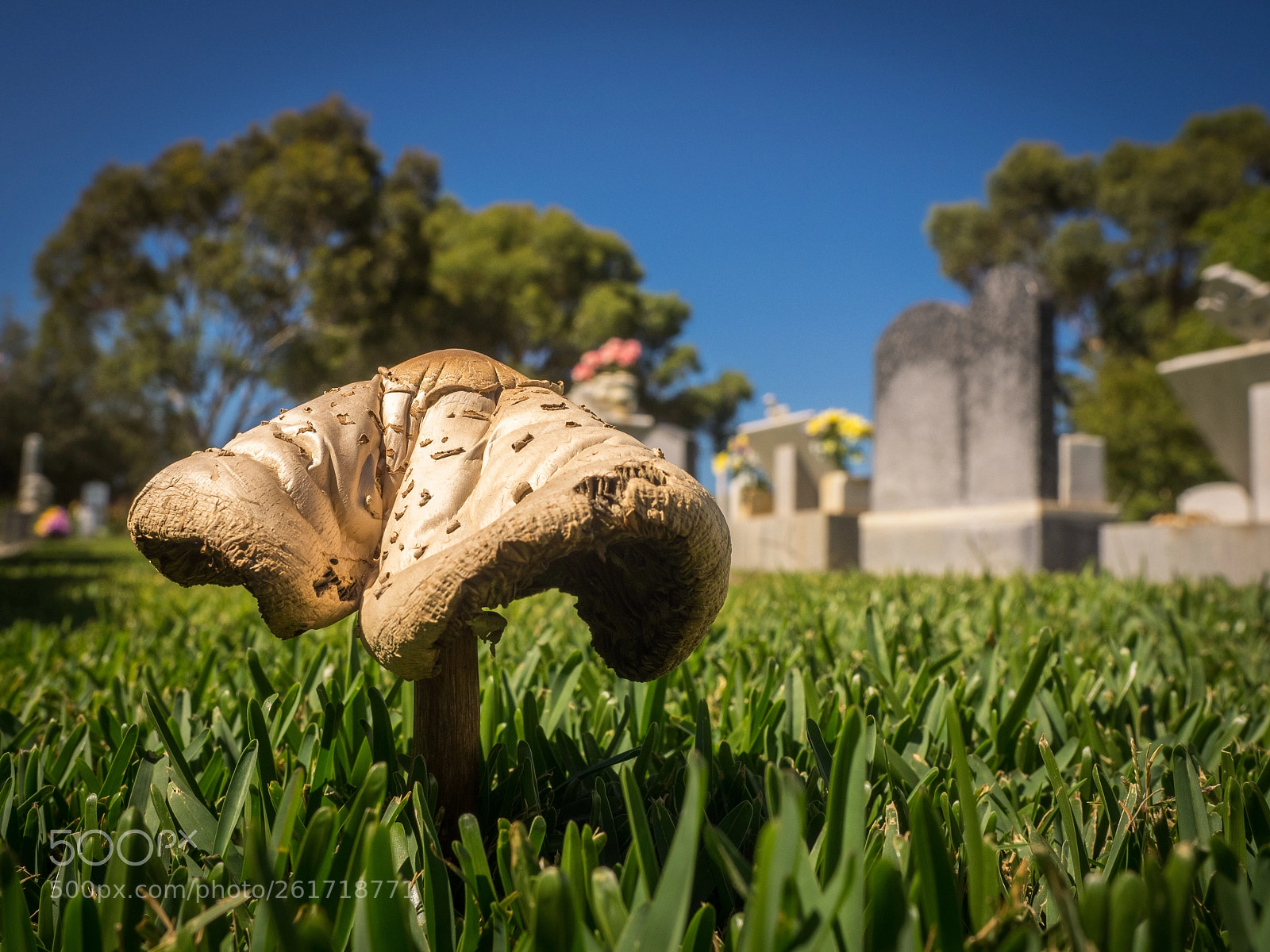 Olympus OM-D E-M1 sample photo. Fungi sanding proud photography
