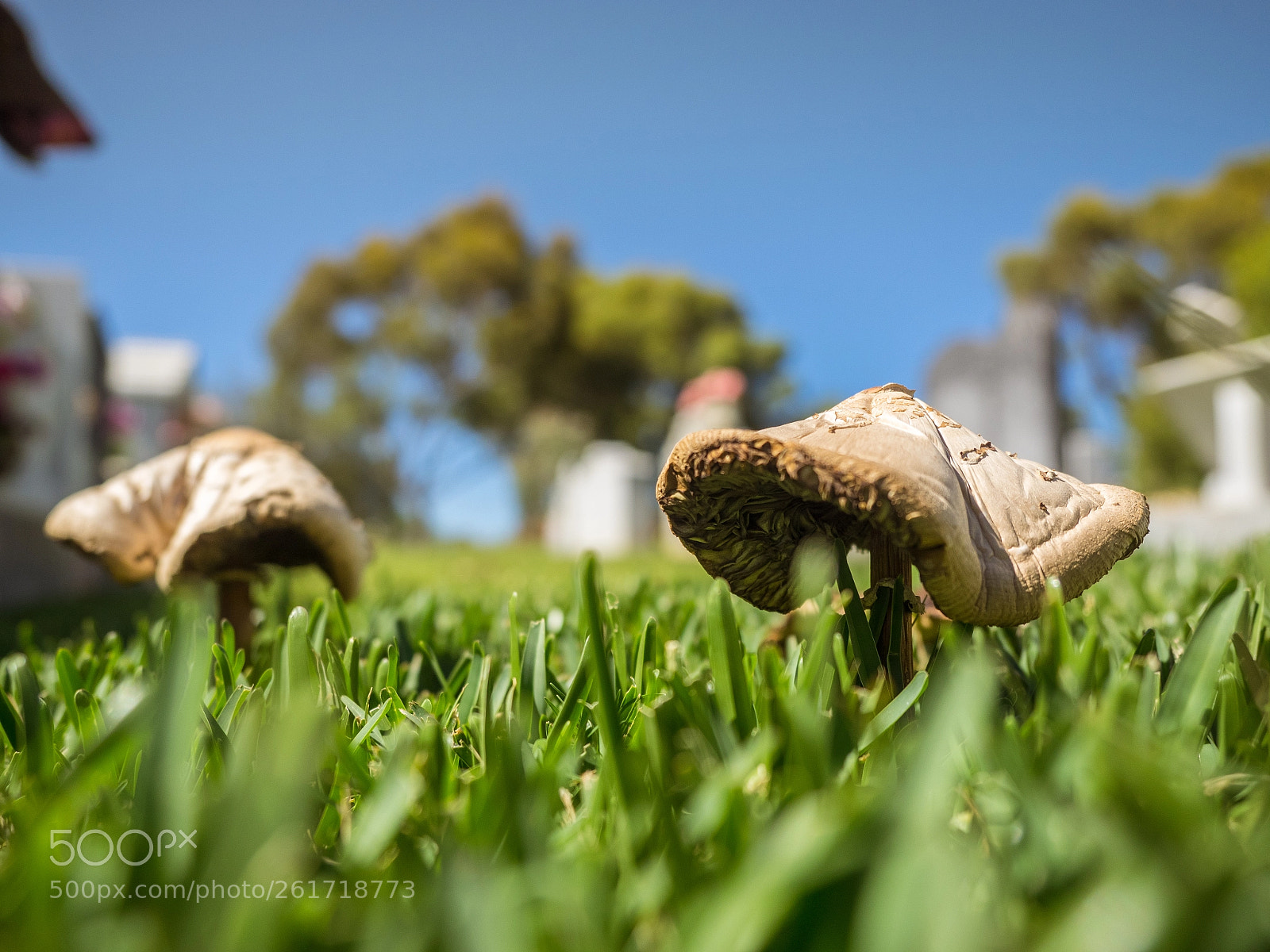 Olympus OM-D E-M1 sample photo. Fungi mates photography