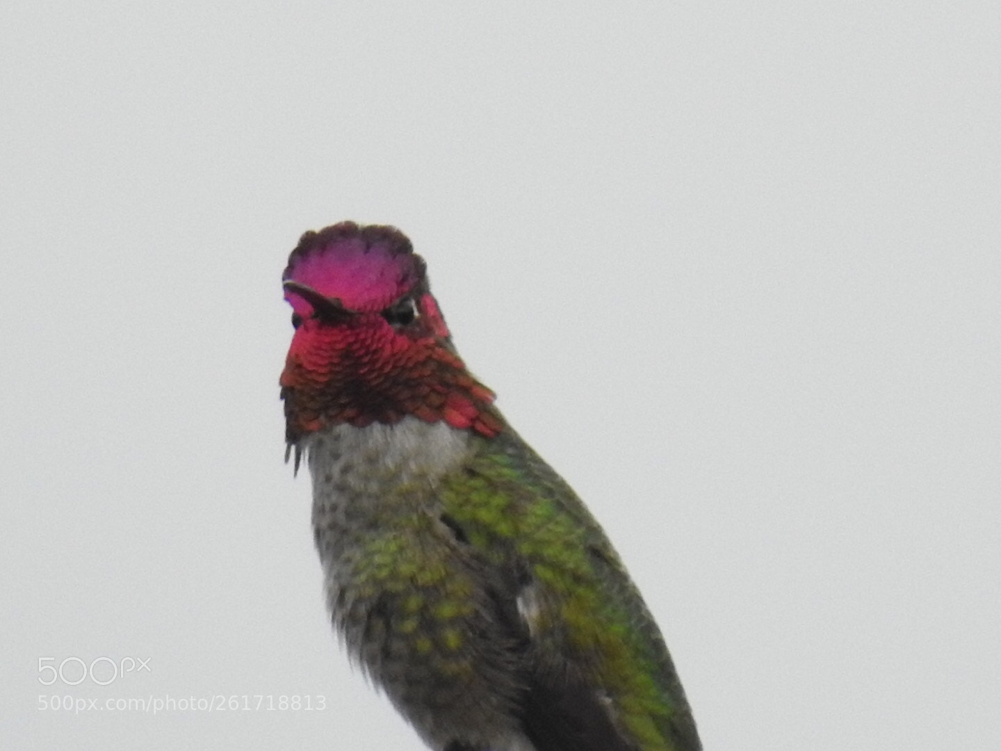 Nikon Coolpix P900 sample photo. Anna's hummingbird photography