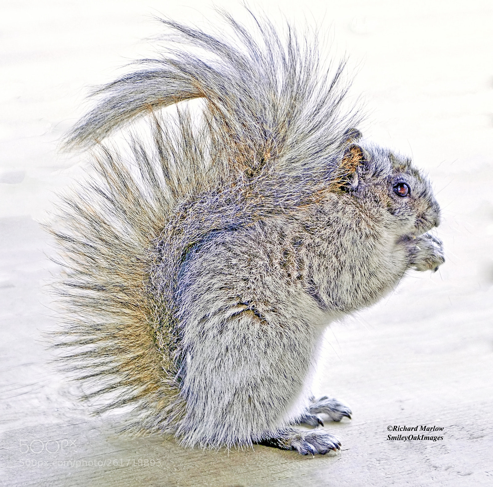 Nikon D5000 sample photo. Handsome old squirrel photography