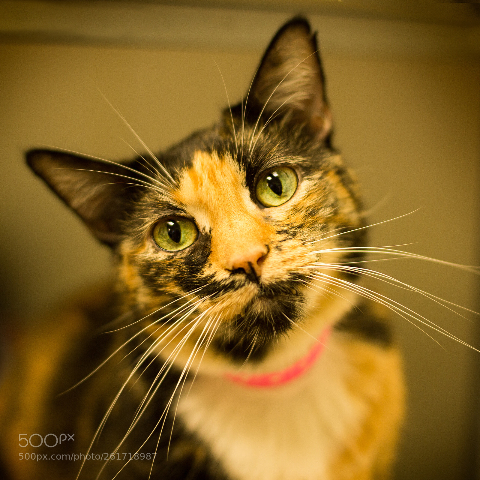 Canon EOS 6D sample photo. Fluff puff muffin photography